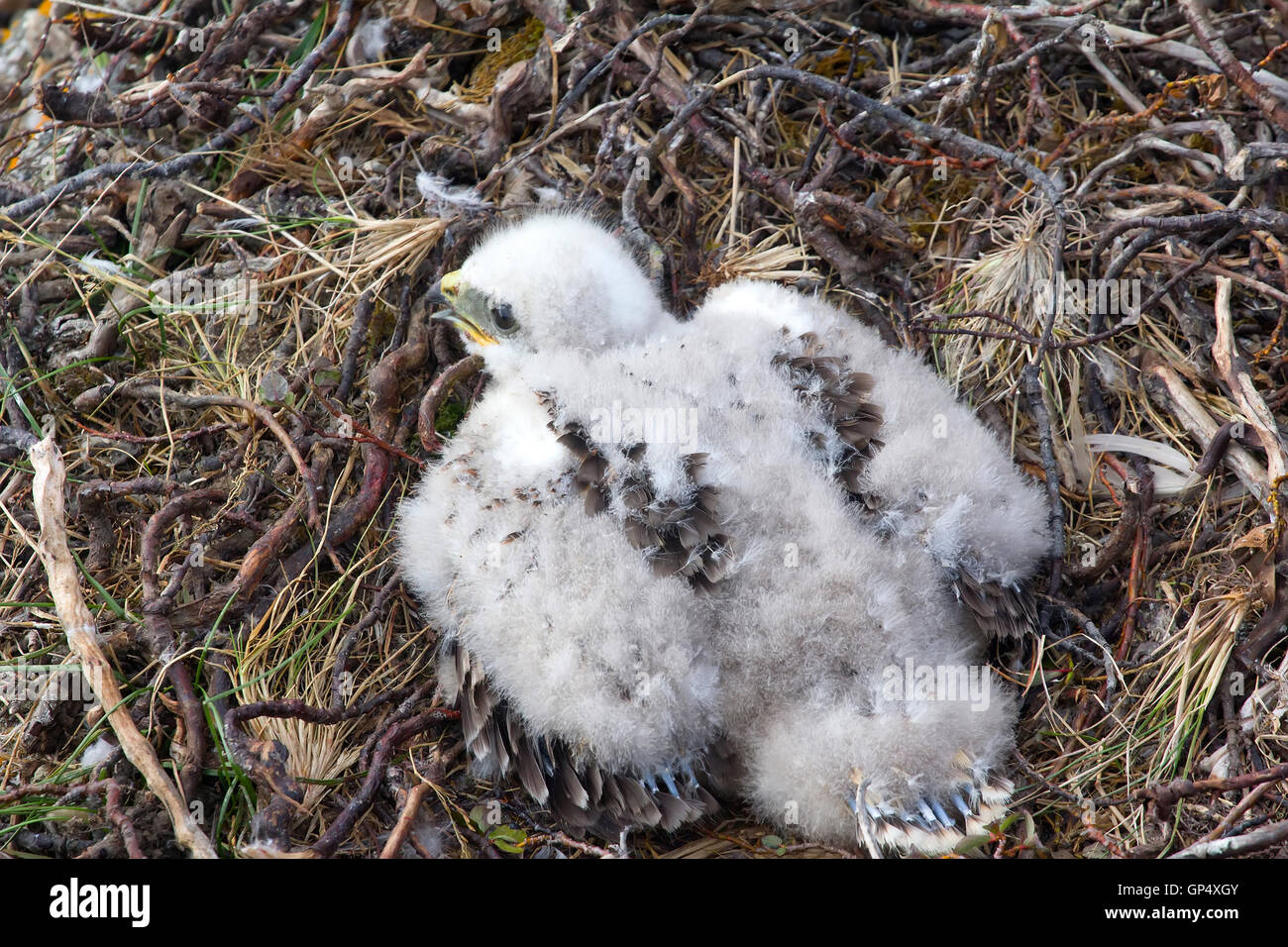 Das Rough-legged Buzzard Küken im Nest. Novaya Zemlya Archipel Stockfoto