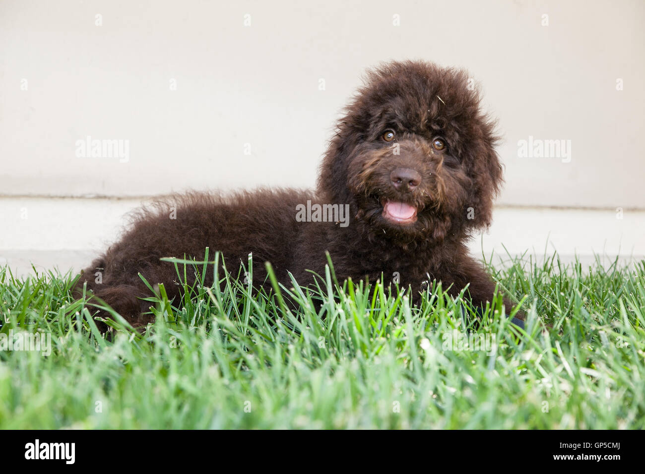 niedliche lockige Schoko Labradoodle Welpen Hund durch Beige Wand liegt in der Wiese.  Er hat Grass über das ganze Gesicht und lächelt. Stockfoto