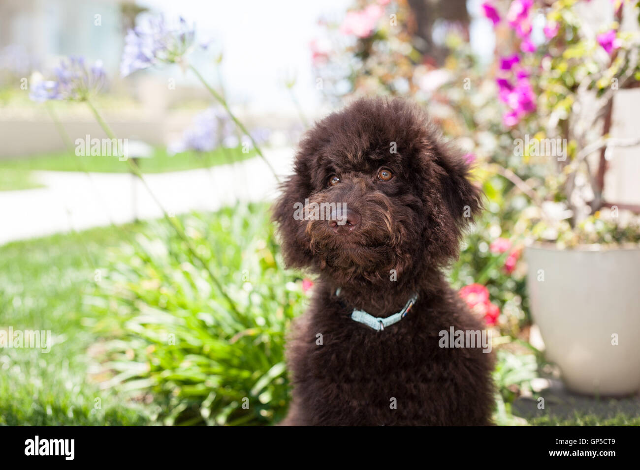 niedliche lockige Schoko Labradoodle Welpen Hund liegt in der Wiese Stockfoto