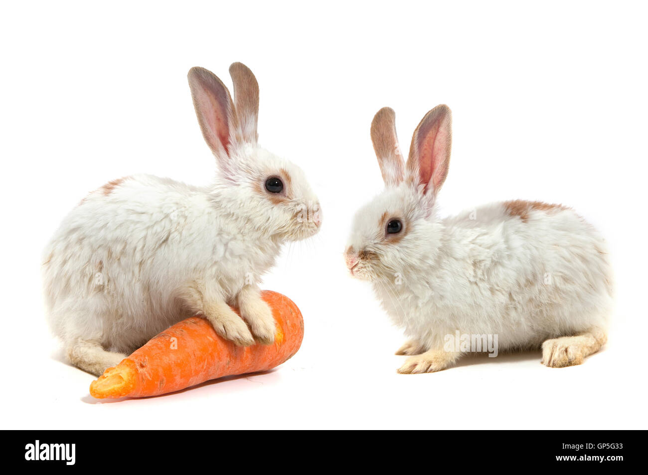 Weiße kleine Kaninchen Stockfoto