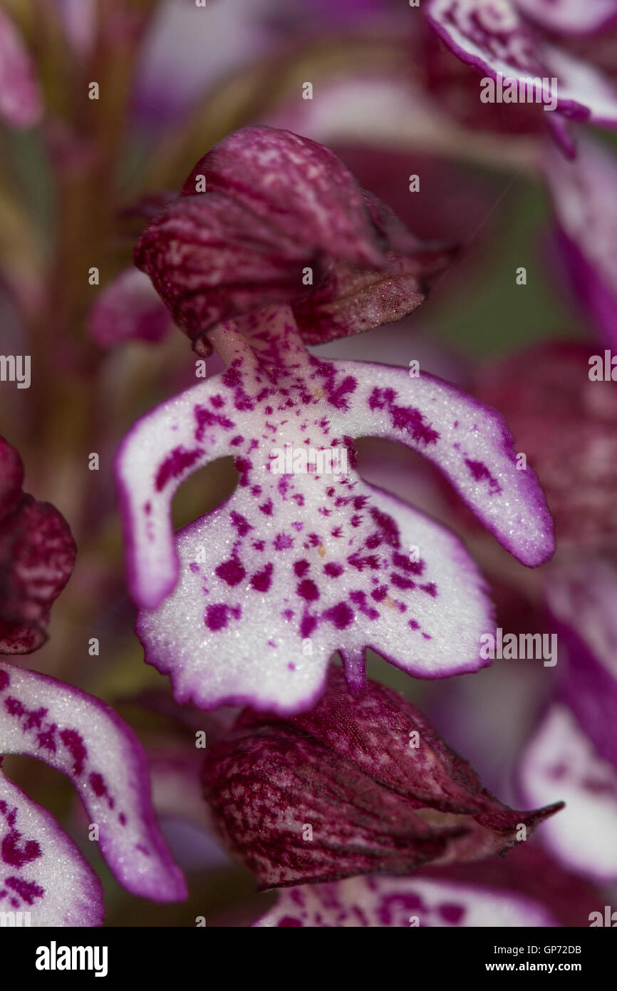 Nahaufnahme einer Lady Orchidee (Orchis Purpurea) Blume Stockfoto