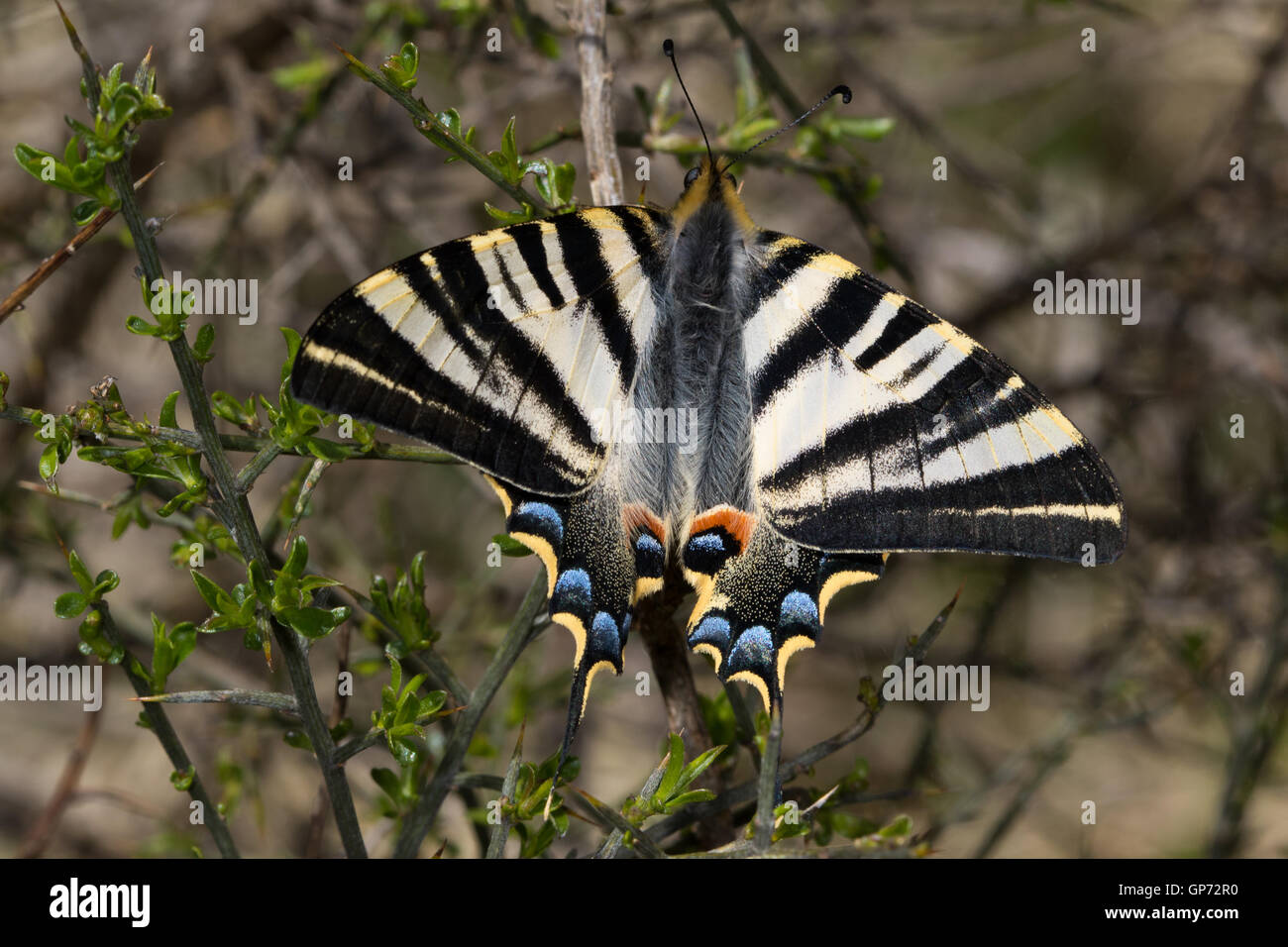 Südlichen knappe Schwalbenschwanz (Iphiclides Podalirius Feisthamelii) Schmetterling Stockfoto