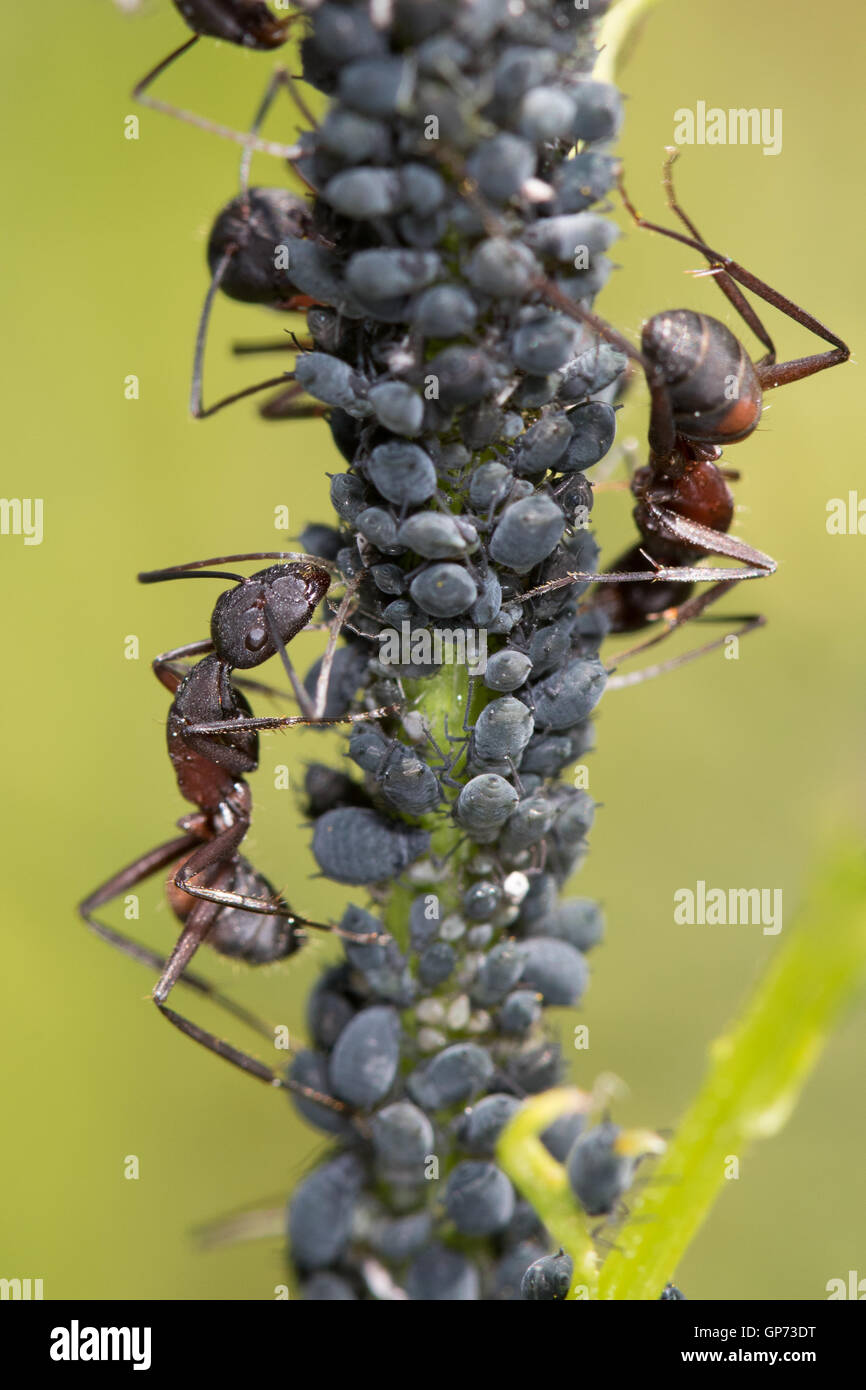 Holz-Ameisen (Formica SP.), Pflege ihrer Blattlaus-Herde Stockfoto