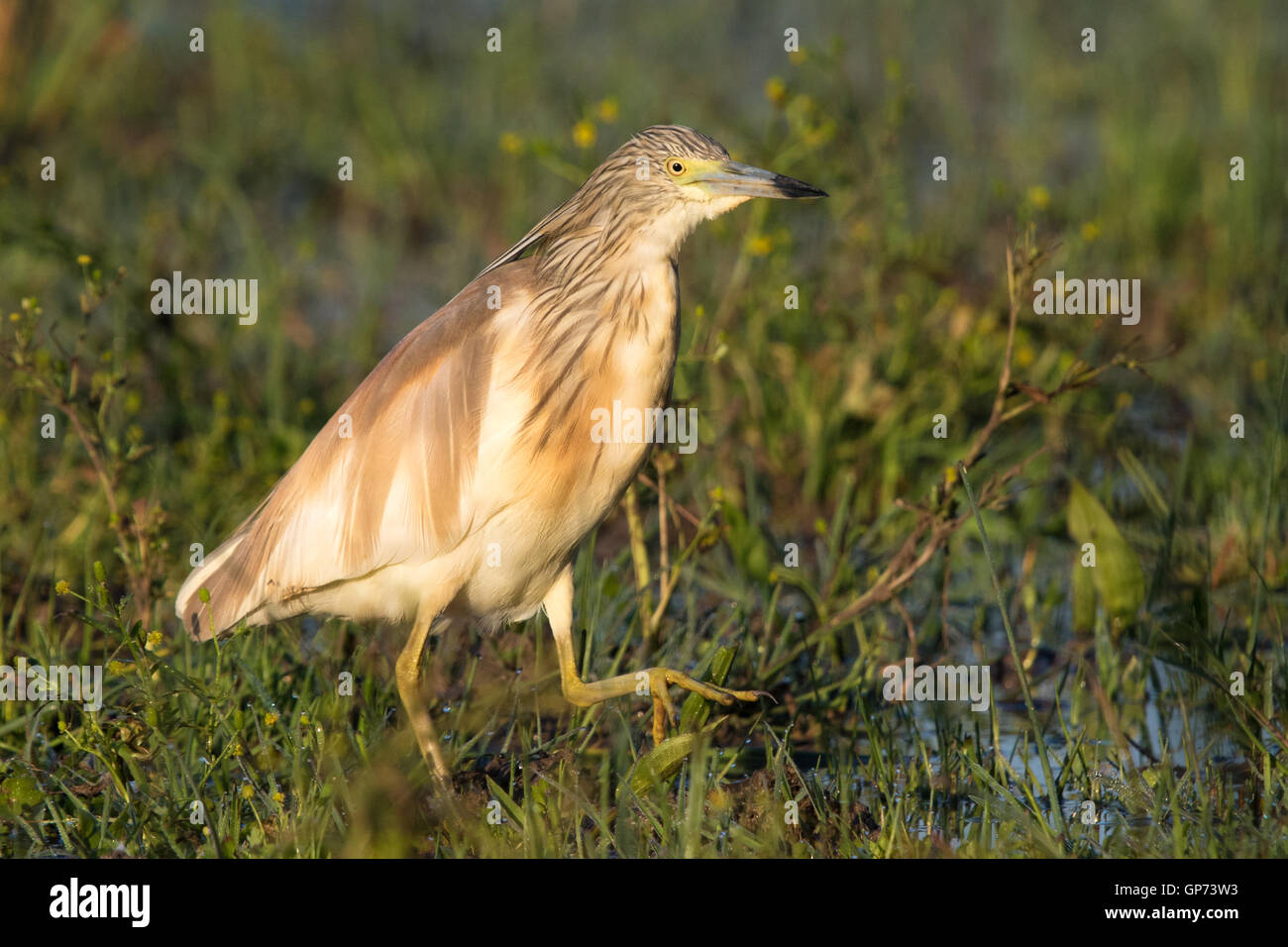 Squacco Heron (Ardeola Ralloides) zu Fuß durch einen überfluteten Bereich Stockfoto