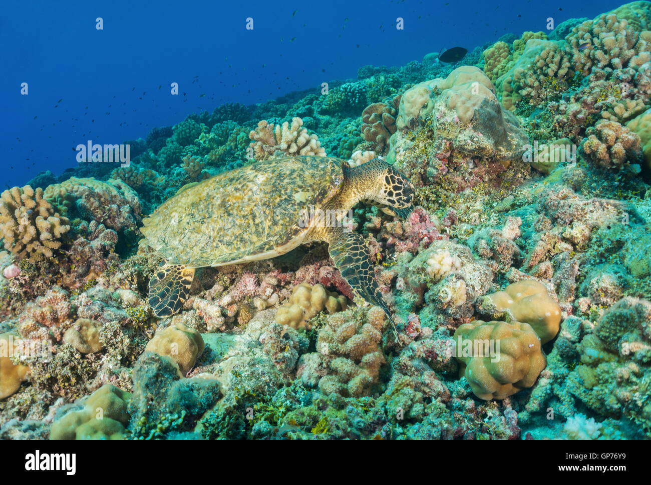 Eine echte Karettschildkröte, Eretmochelys Imbricata, Unterwasser, auf dem Meeresgrund Fütterung auf einem Korallenriff, Pazifik, Polynesien Stockfoto