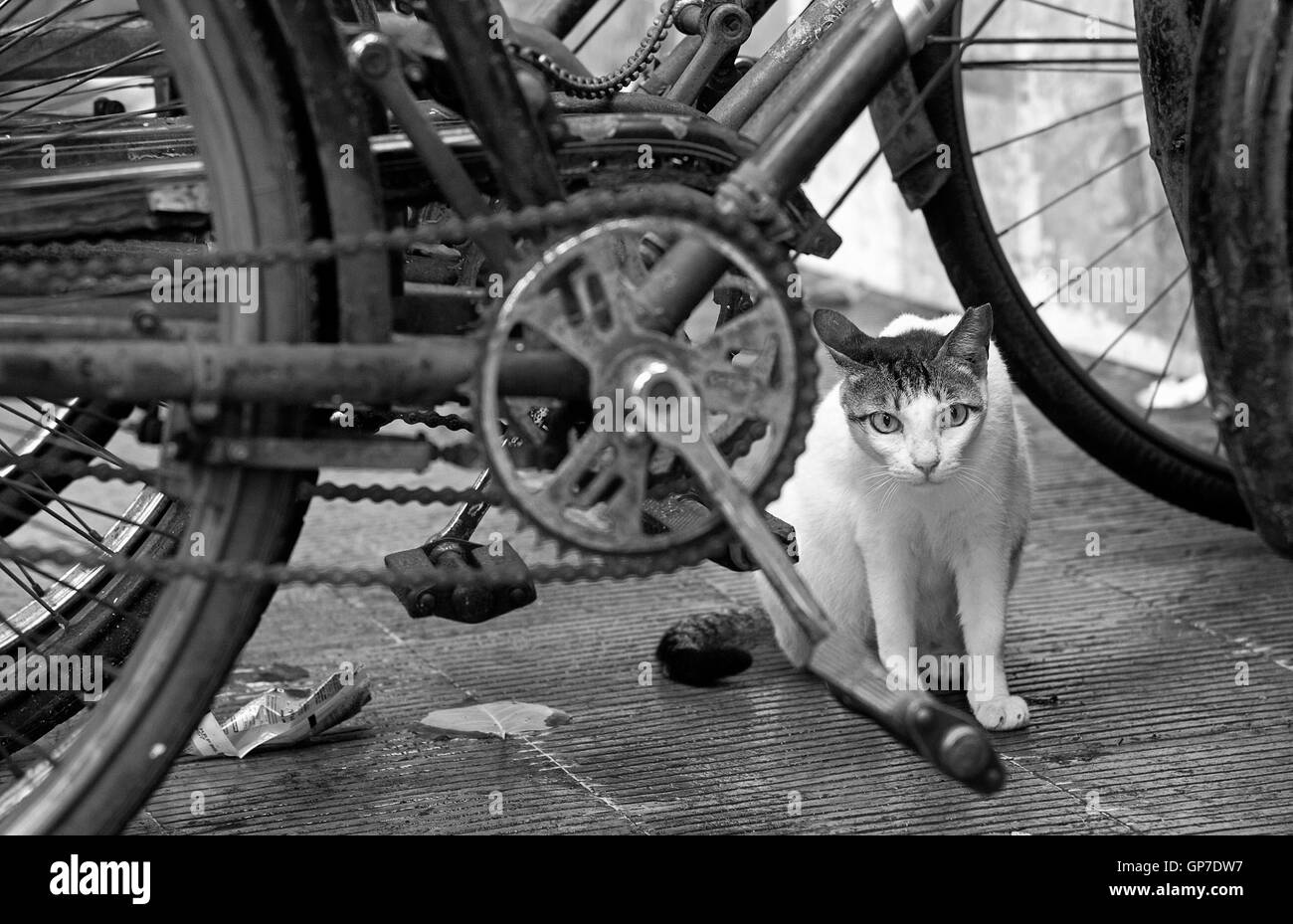 Das Bild der Katze und Fahrräder im Pali Village in Bandra Hill Road, Mumbai, Maharashtra, Indien Stockfoto