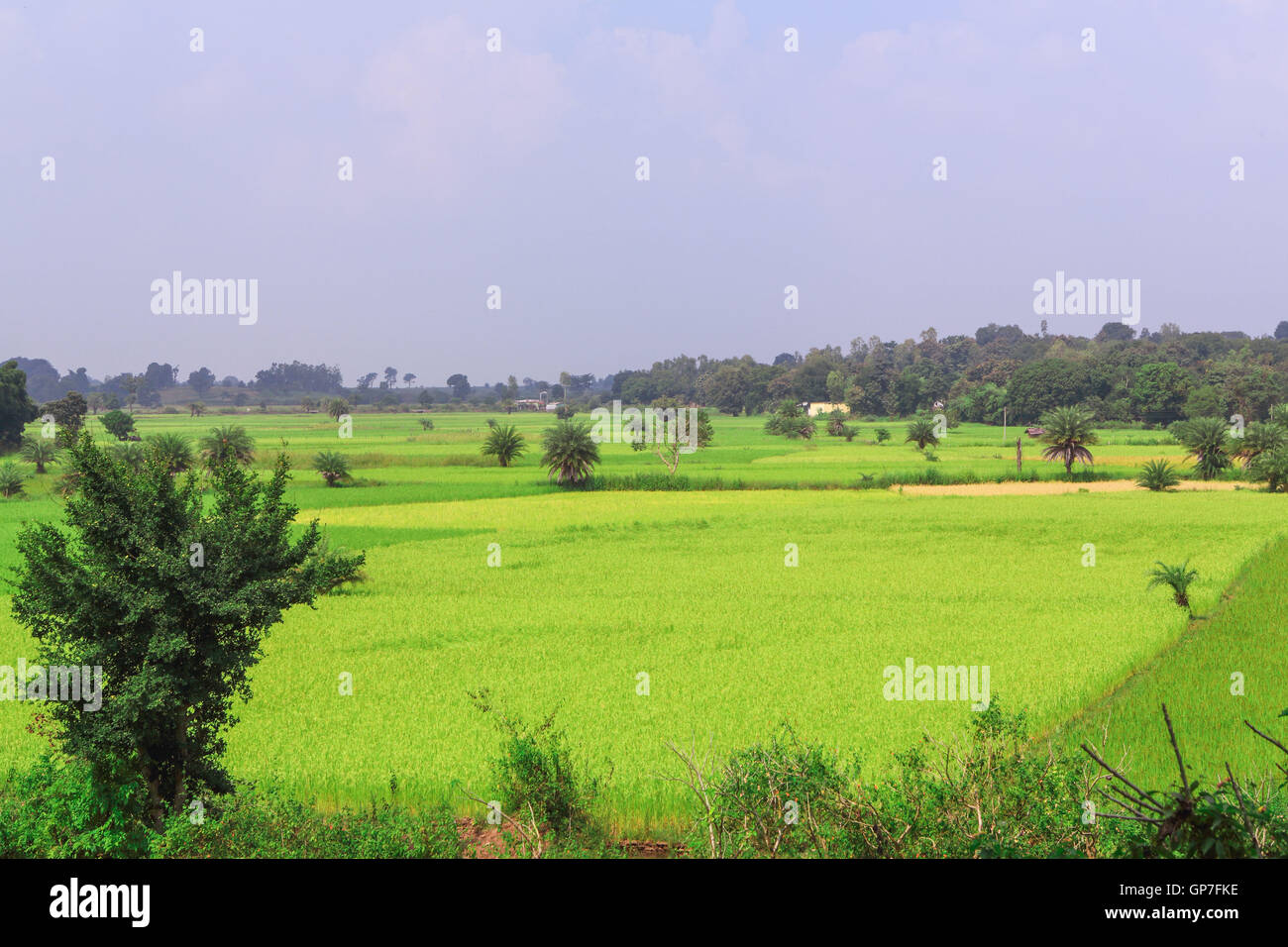 Felder von Bastar, Chhattisgarh, Indien, Asien Stockfoto