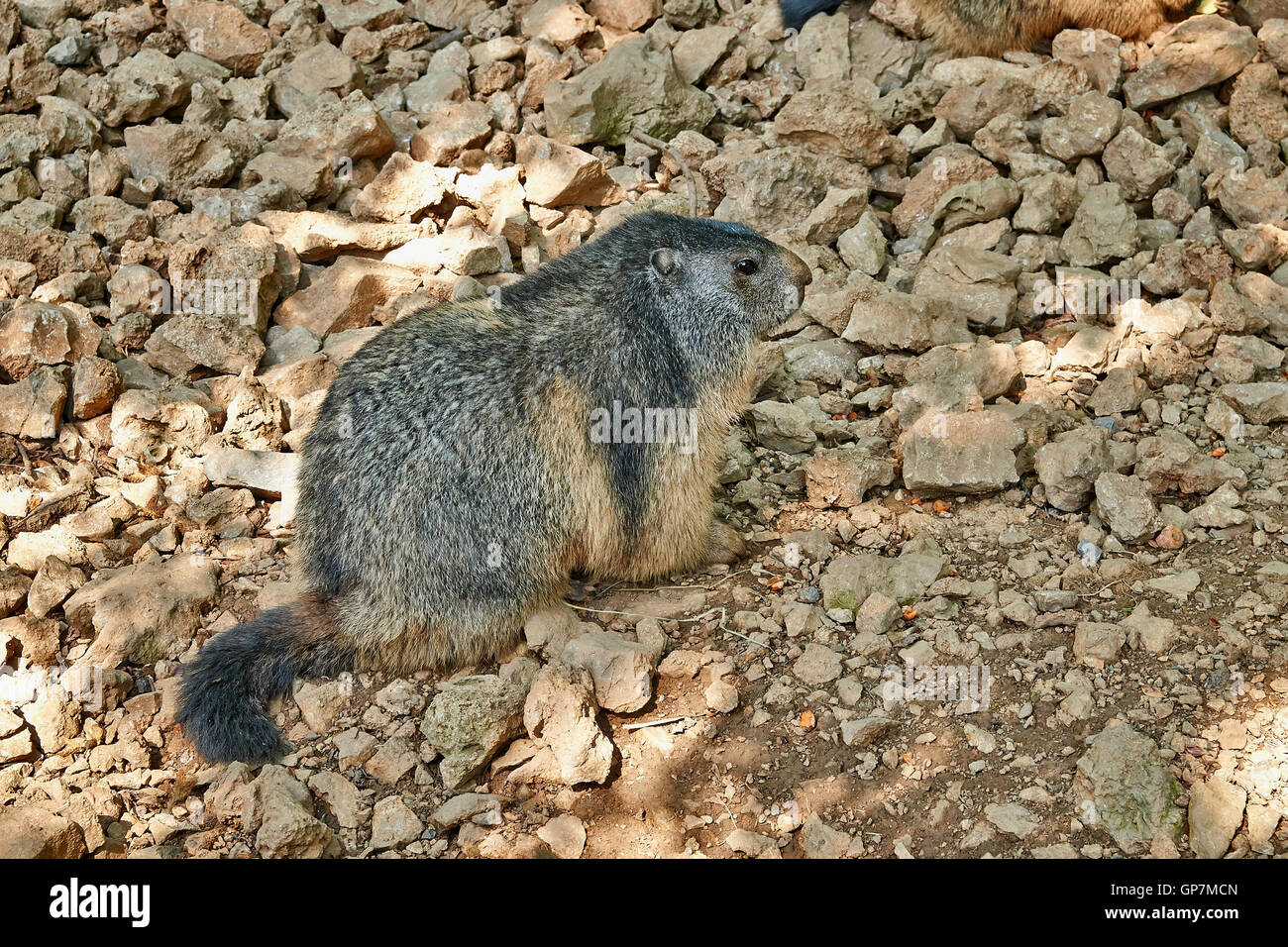 Braun Marmot ruht auf Felsen in einem Naturschutzgebiet Stockfoto