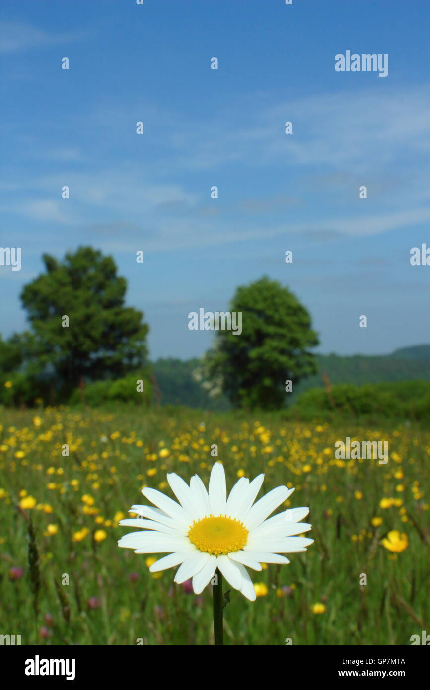 Ein Ochsen-Auge Daisy Blumen in einer traditionellen, Arten reichen Wildblumenwiese in der Nähe von Penallt, Monmouthshire, Wales, UK EU – Juni Stockfoto