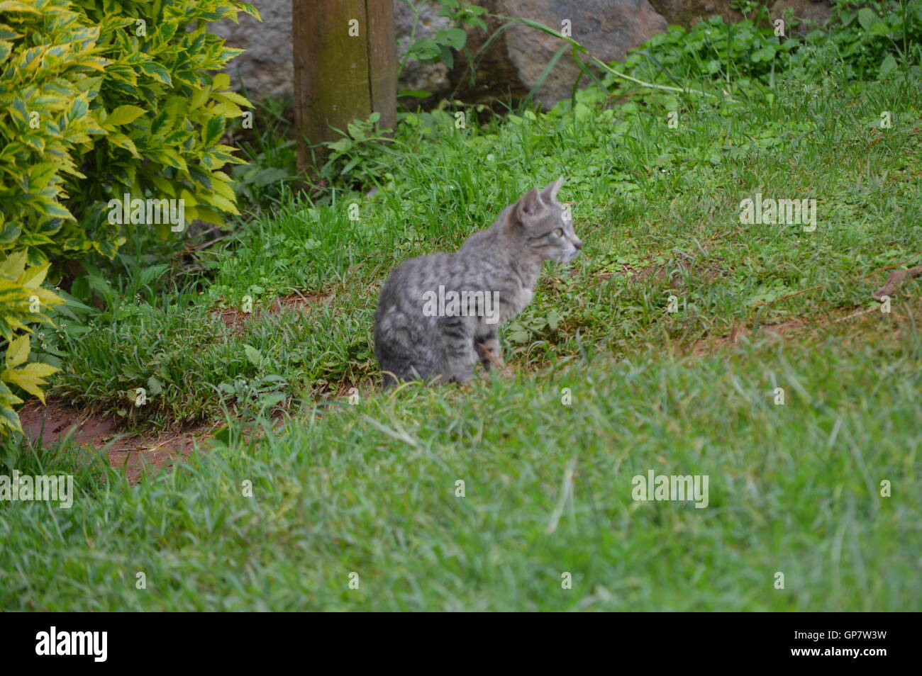 AUFMERKSAME KATZE Stockfoto