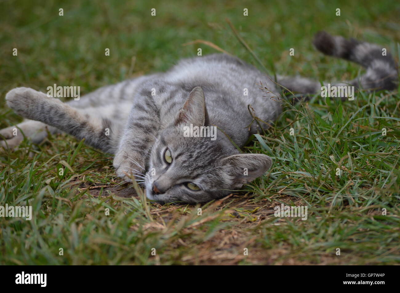 KATZE LIEGEND Stockfoto