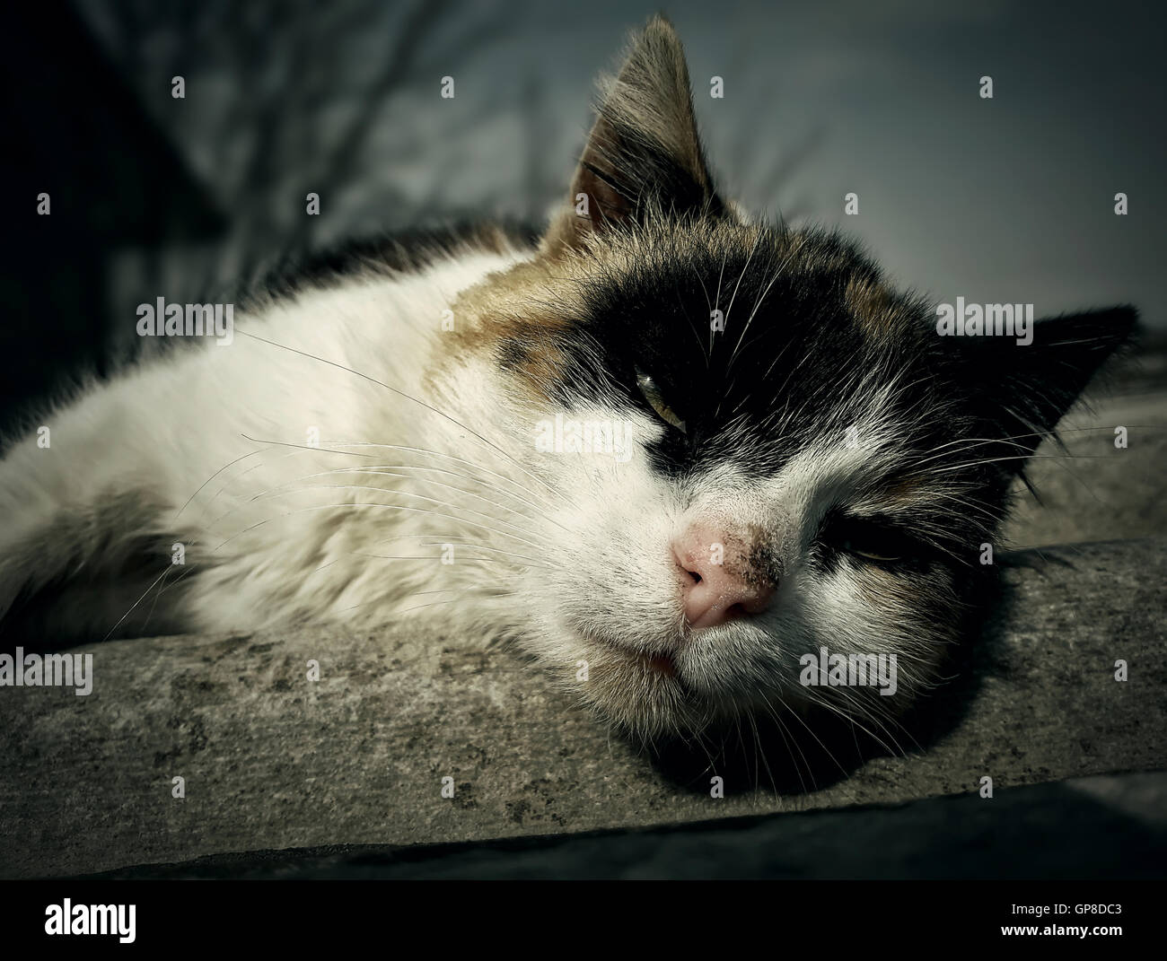 Schläfrig und faul Land Katze liegend Stockfoto