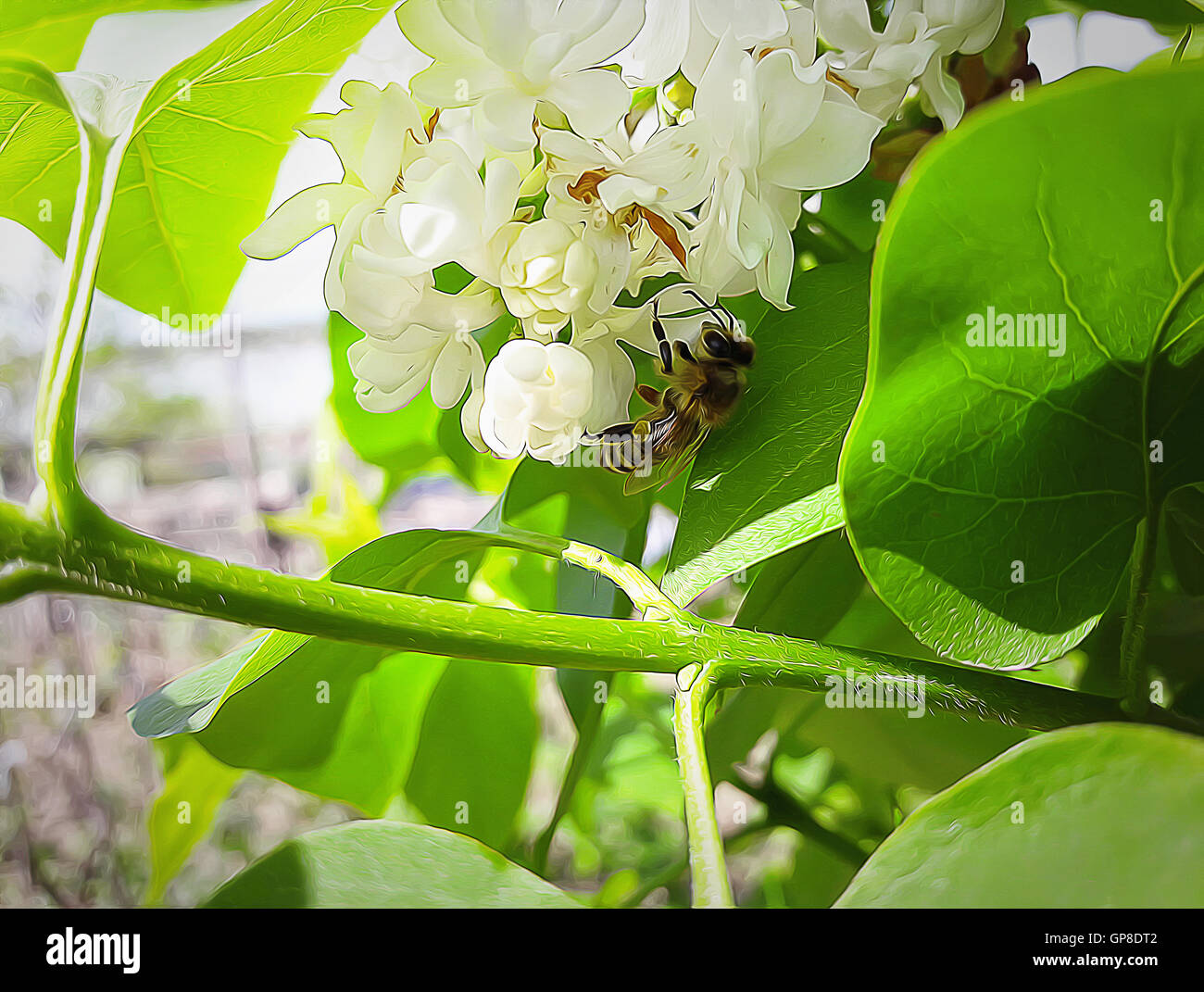 Abbildung einer Biene Honig zu sammeln, auf weißen lila Blüten Stockfoto