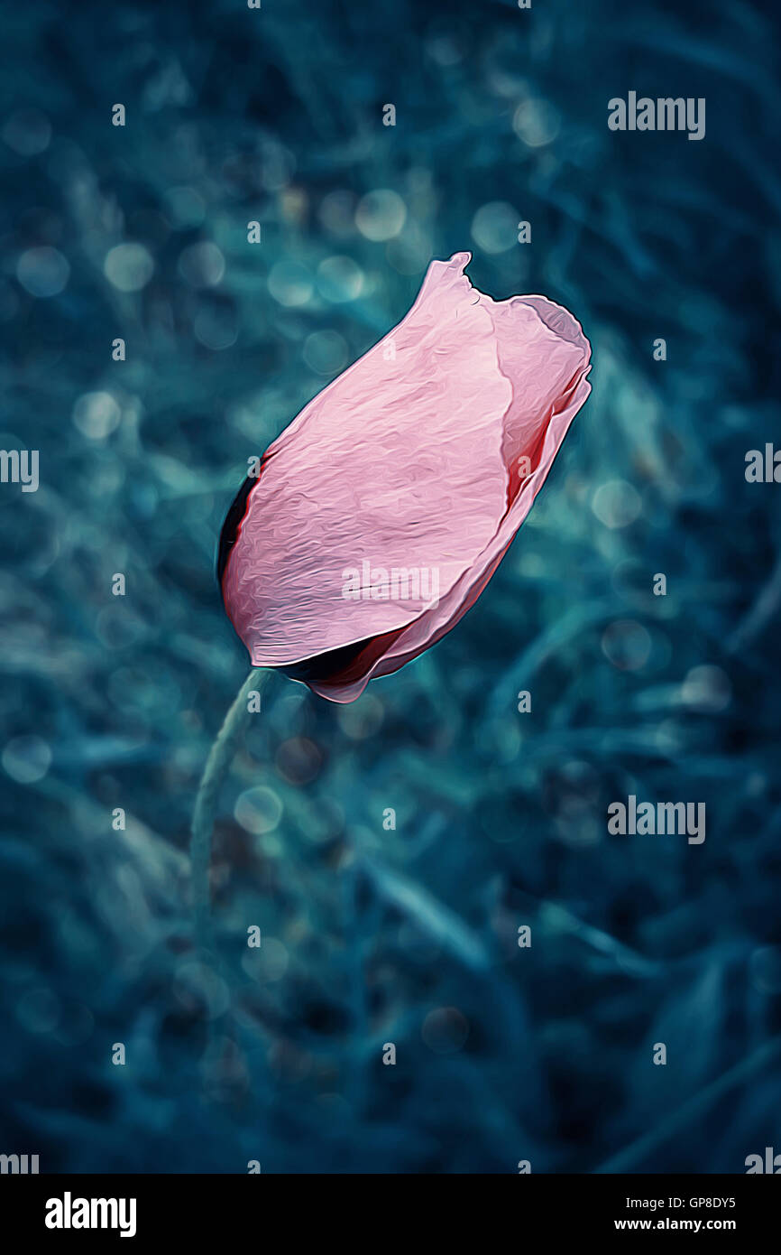 Nahaufnahme einer einzelnen rosa Blume auf einer Wiese in der Mitternacht Stockfoto