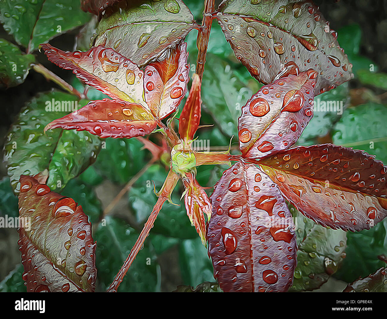 Abbildung der rose Blume Blätter mit Wassertropfen nach Regen Stockfoto