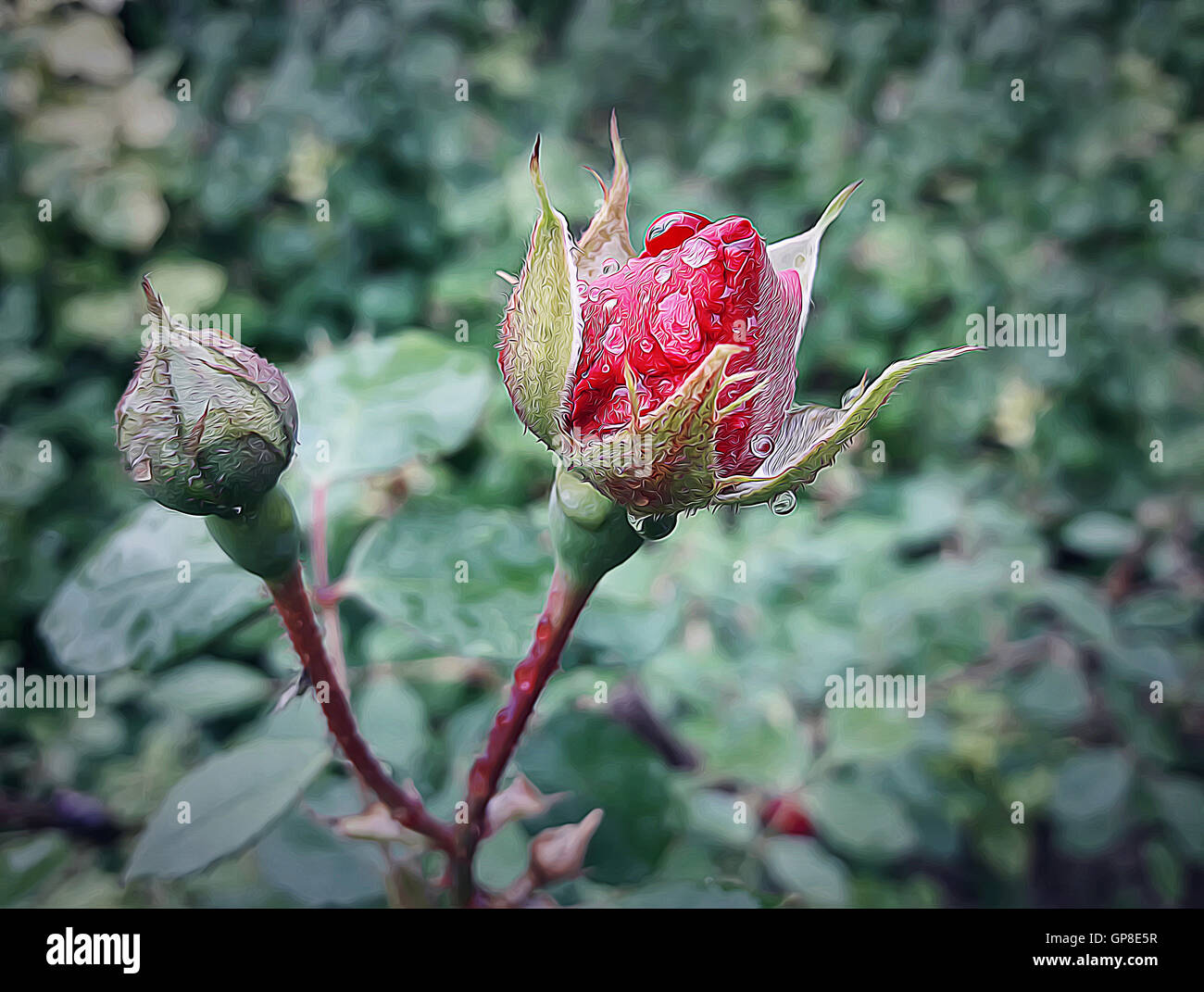 Illustration der roten rose Knospe mit Wasser nach Regen fällt hautnah Stockfoto