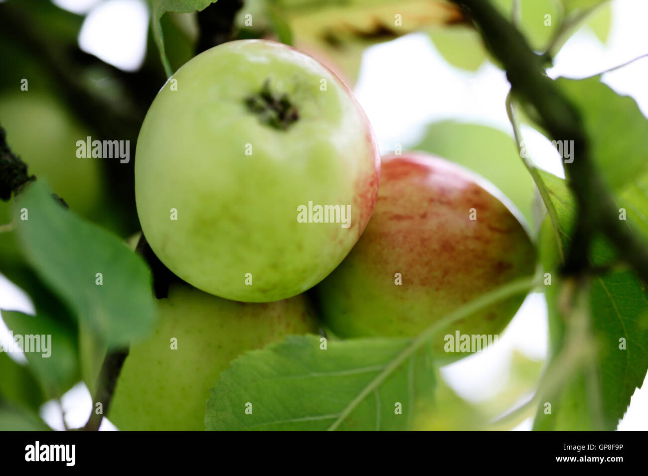 wunderschöne Apfelbaum Jane Ann Butler Fotografie JABP613 Stockfoto