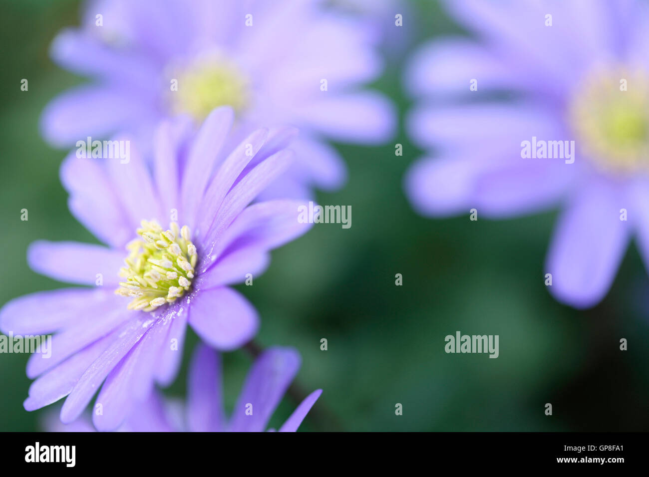blaue Blanda, schöne Frühlingsblumen gänseblümchenartigen Jane Ann Butler Fotografie JABP1618 Stockfoto