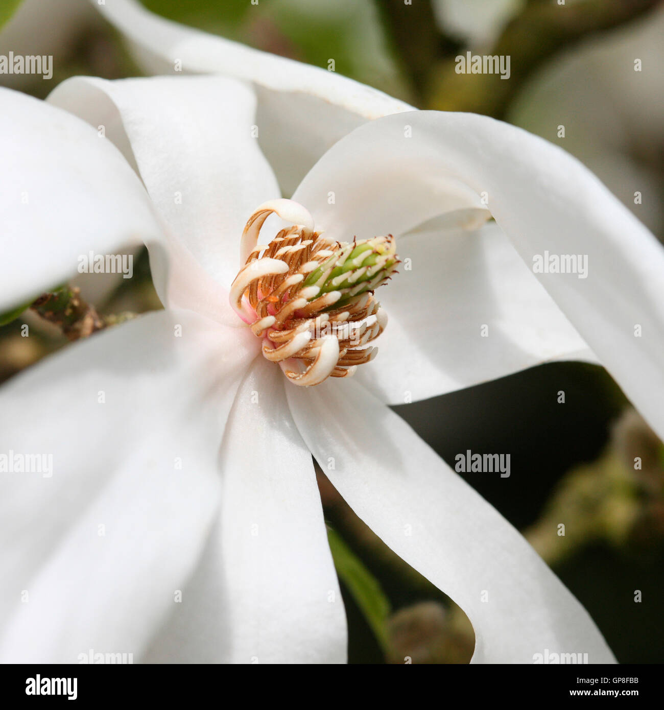 Magnolia Soulangeana Alba Superba, wunderschöne, große weiße Magnolie Blume, Frühling Favorit Jane Ann Butler Fotografie JABP476 Stockfoto