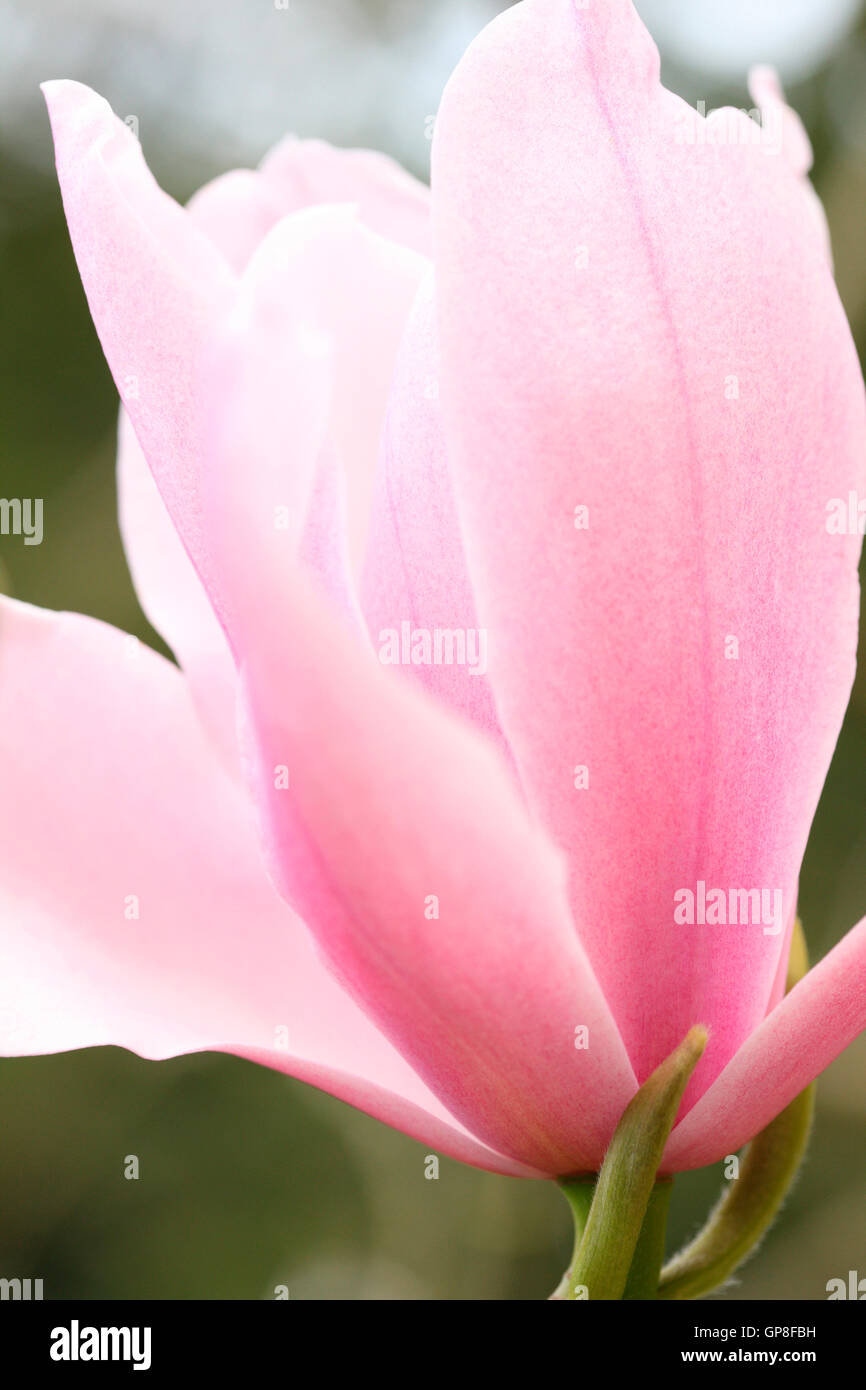 einen Vorgeschmack auf den Frühling mit einer Blüte rosa Magnolia Jane Ann Butler Fotografie JABP478 Stockfoto