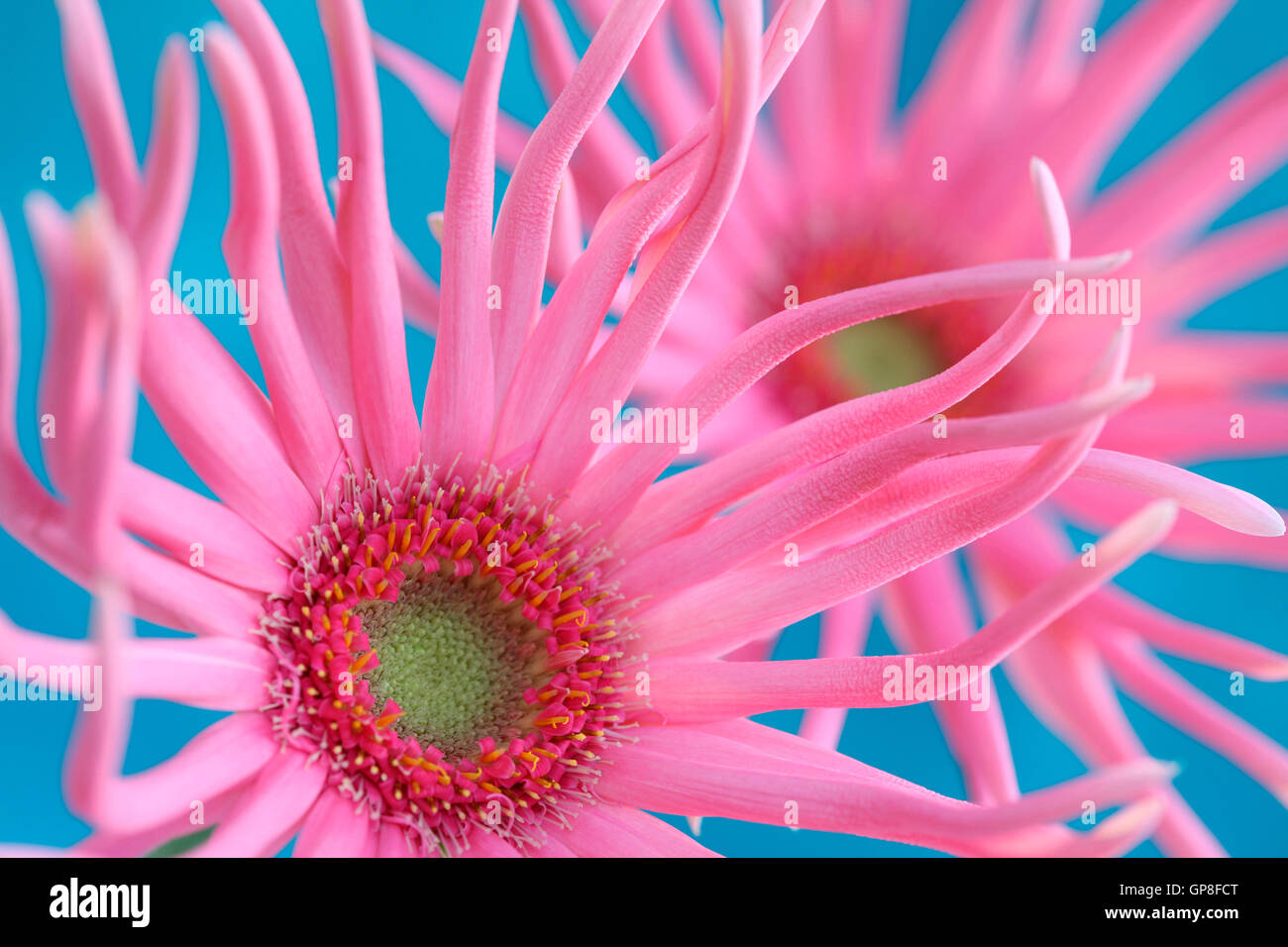 lebendige und Spaß liebende rosa Spinne Gerbera Jane Ann Butler Fotografie JABP1625 Stockfoto