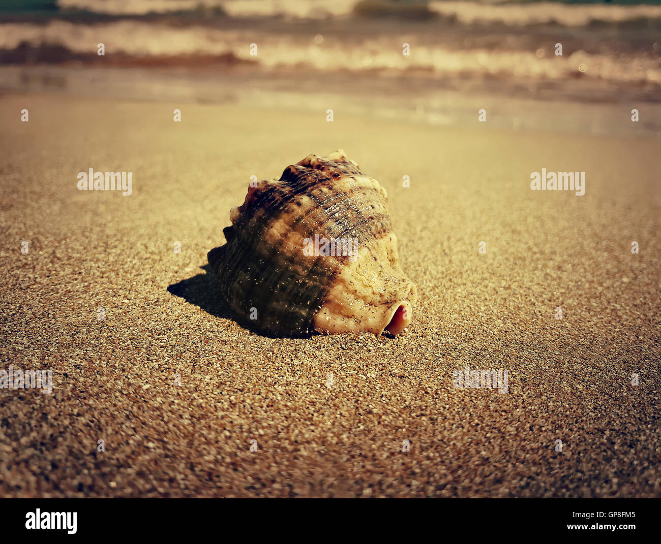 Großen Wellhornschnecke Muschel im Sand am Meer. Goldene filter Stockfoto