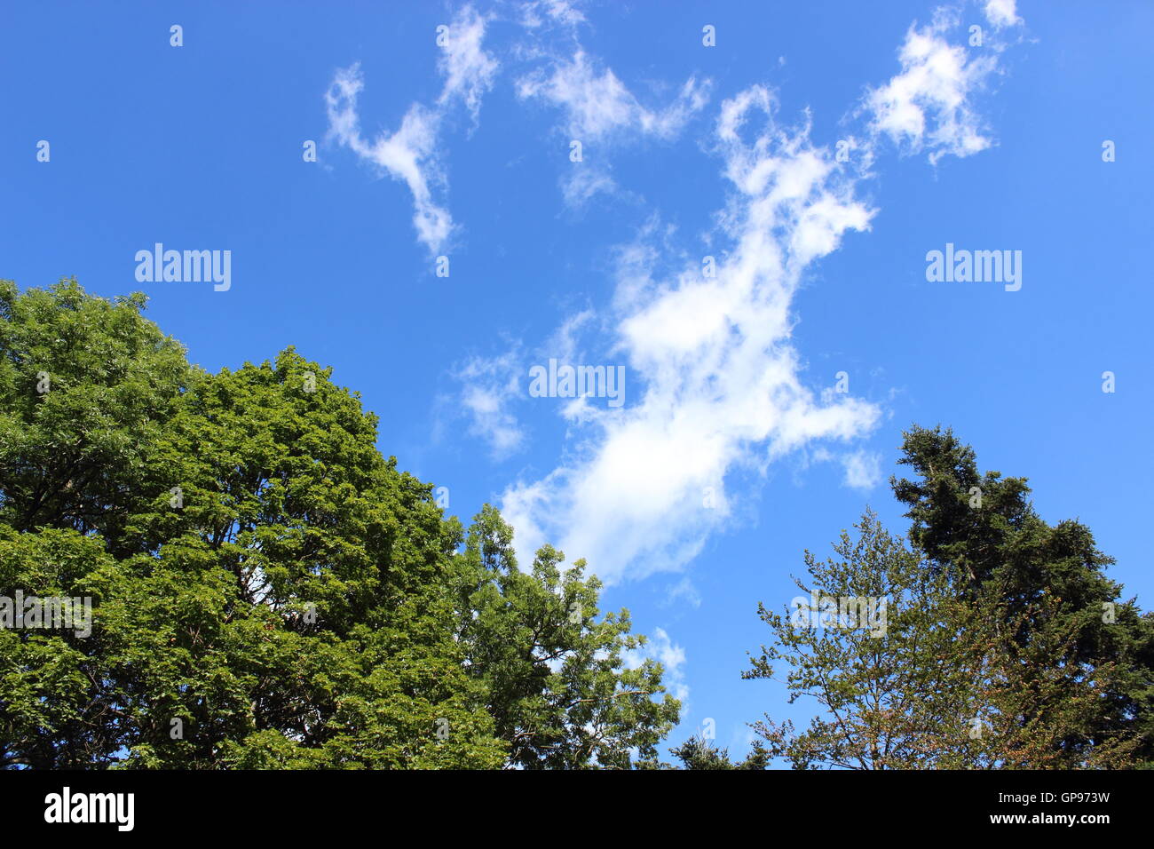 Baumkrone mit Wolken und Himmel Hintergrund Stockfoto