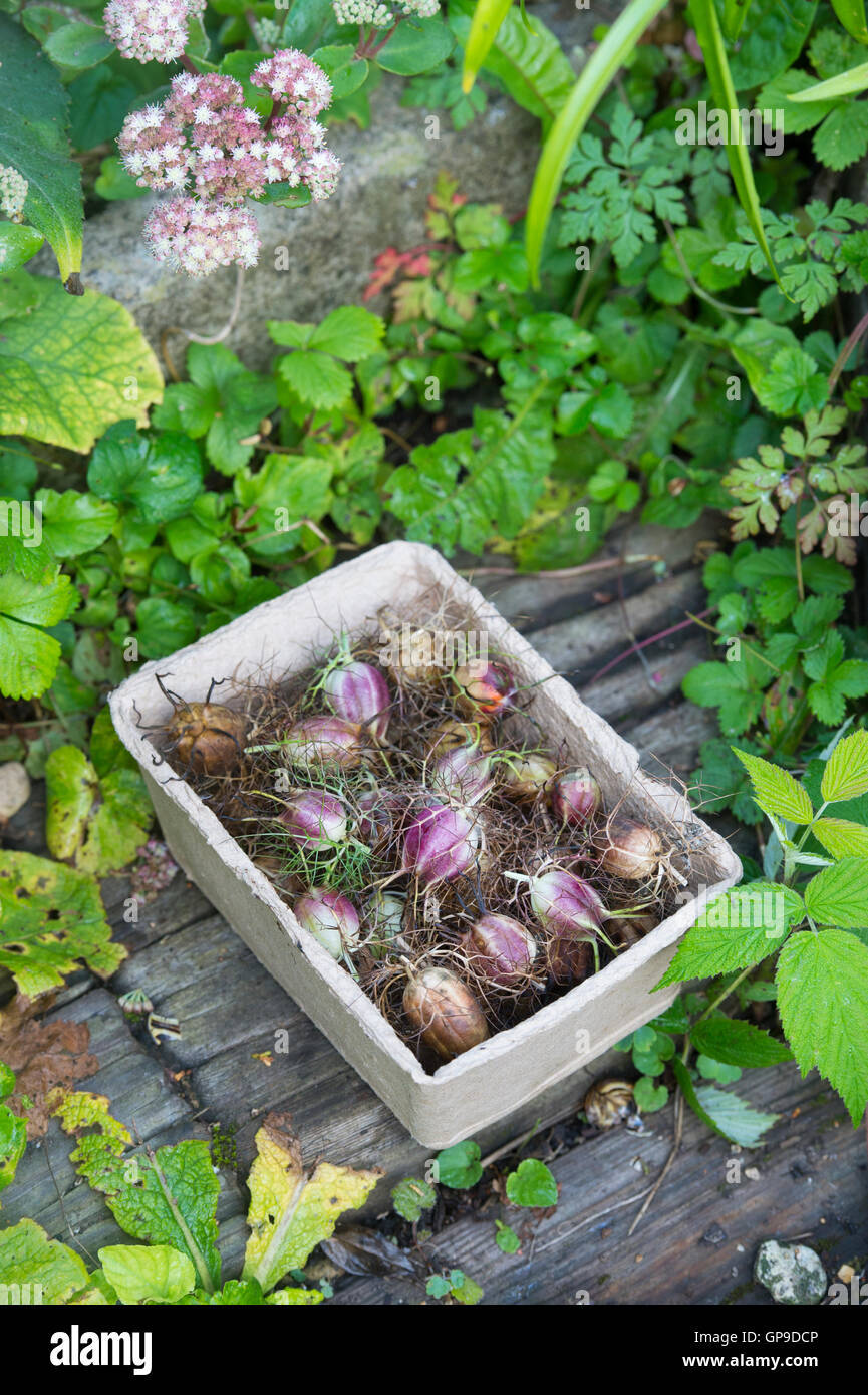 Nigella Hispanica.  Love-in-a-Mist getrocknet Früchte und Samen in einem Karton Tablett Stockfoto
