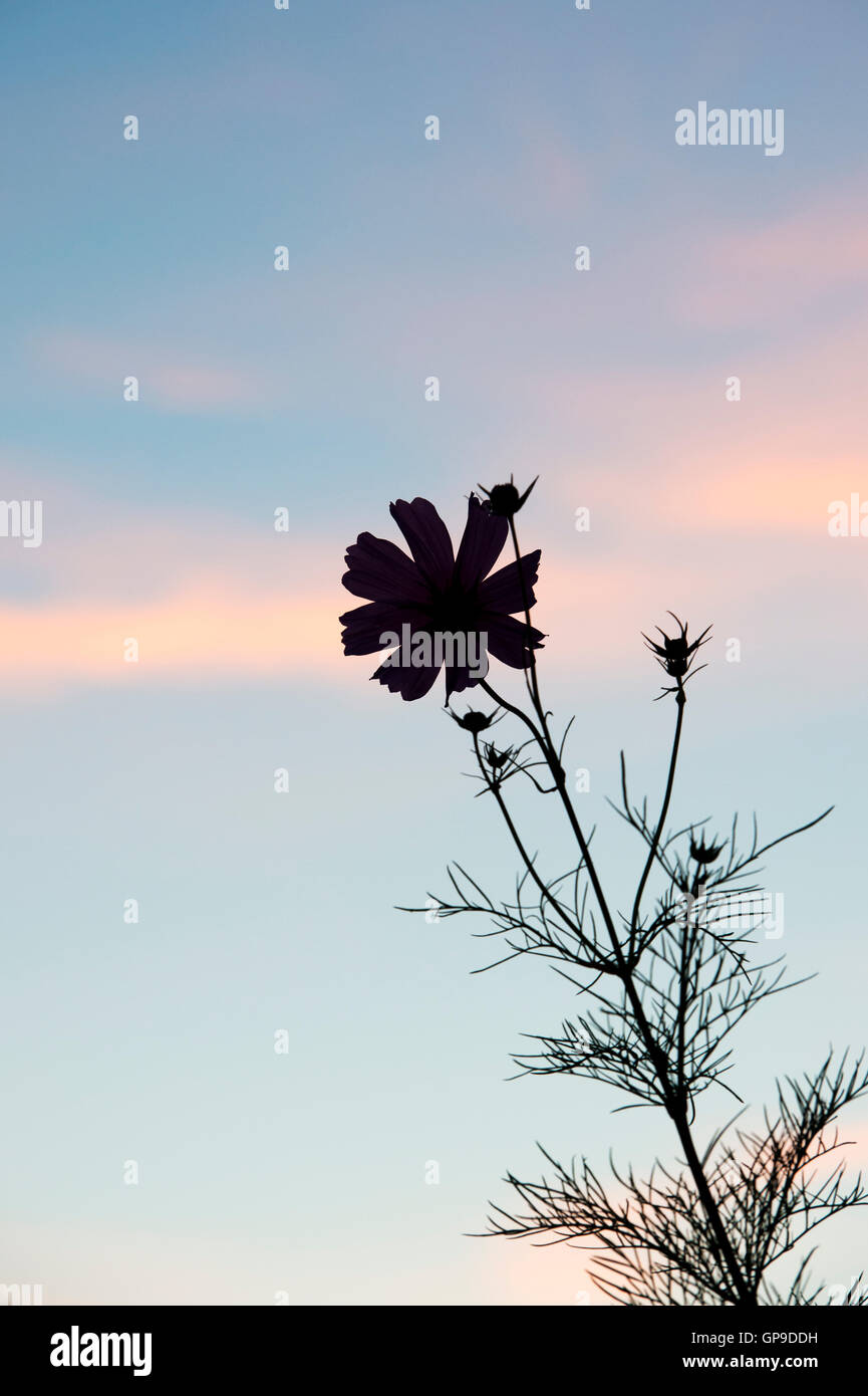 Cosmos Bipinnatus Blume Silhouette im frühen Morgenlicht Stockfoto