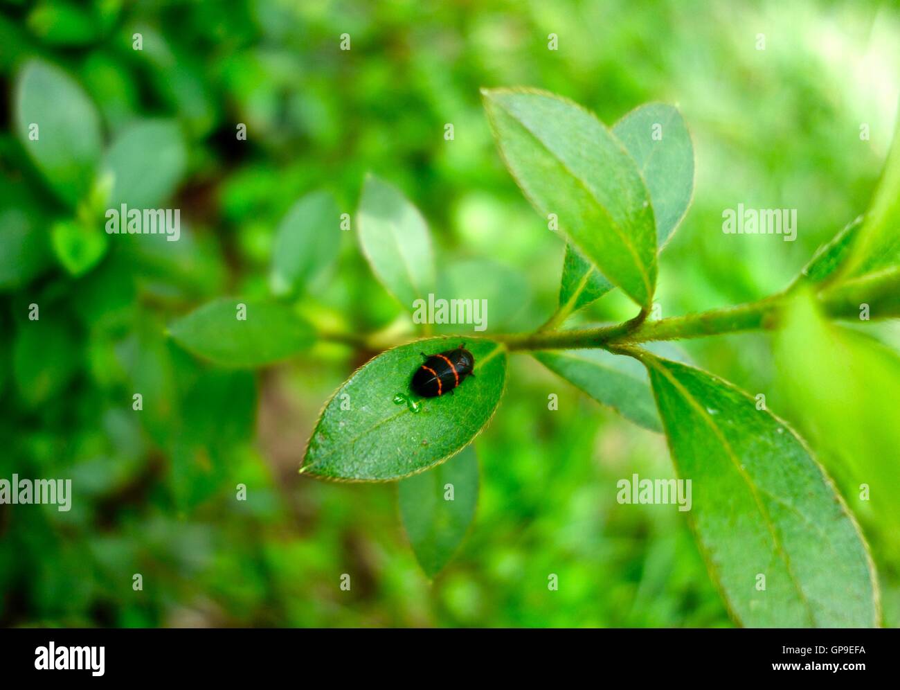 Nahaufnahme von einem schwarzen Käfer mit roten Streifen auf einem Blatt. Stockfoto