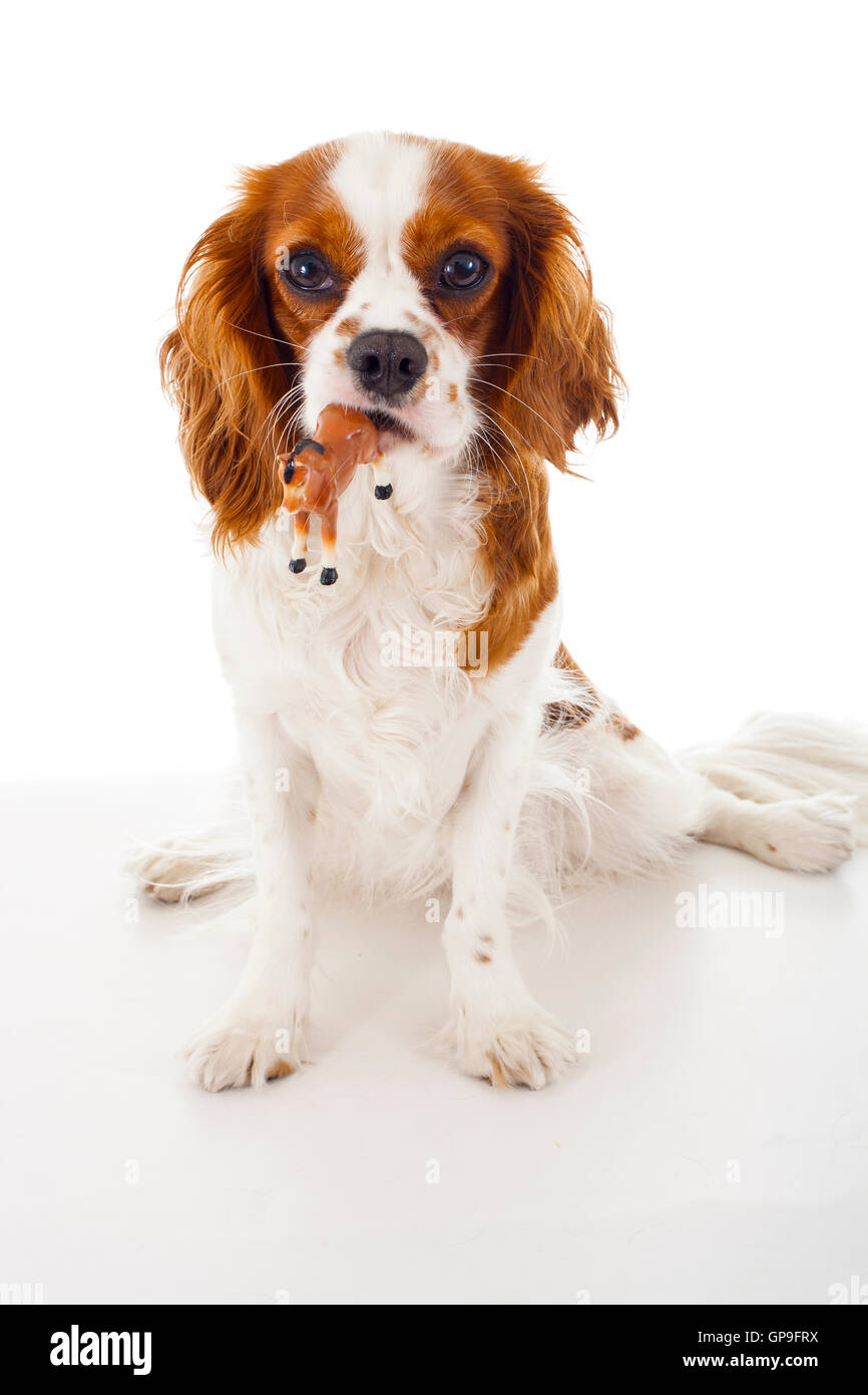 Am besten King Charles Spaniel hund Fotos geschult Stockfoto