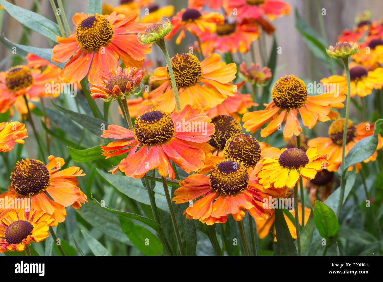 Schöne orange Helenium Blumen in einem Ziergarten Stockfoto