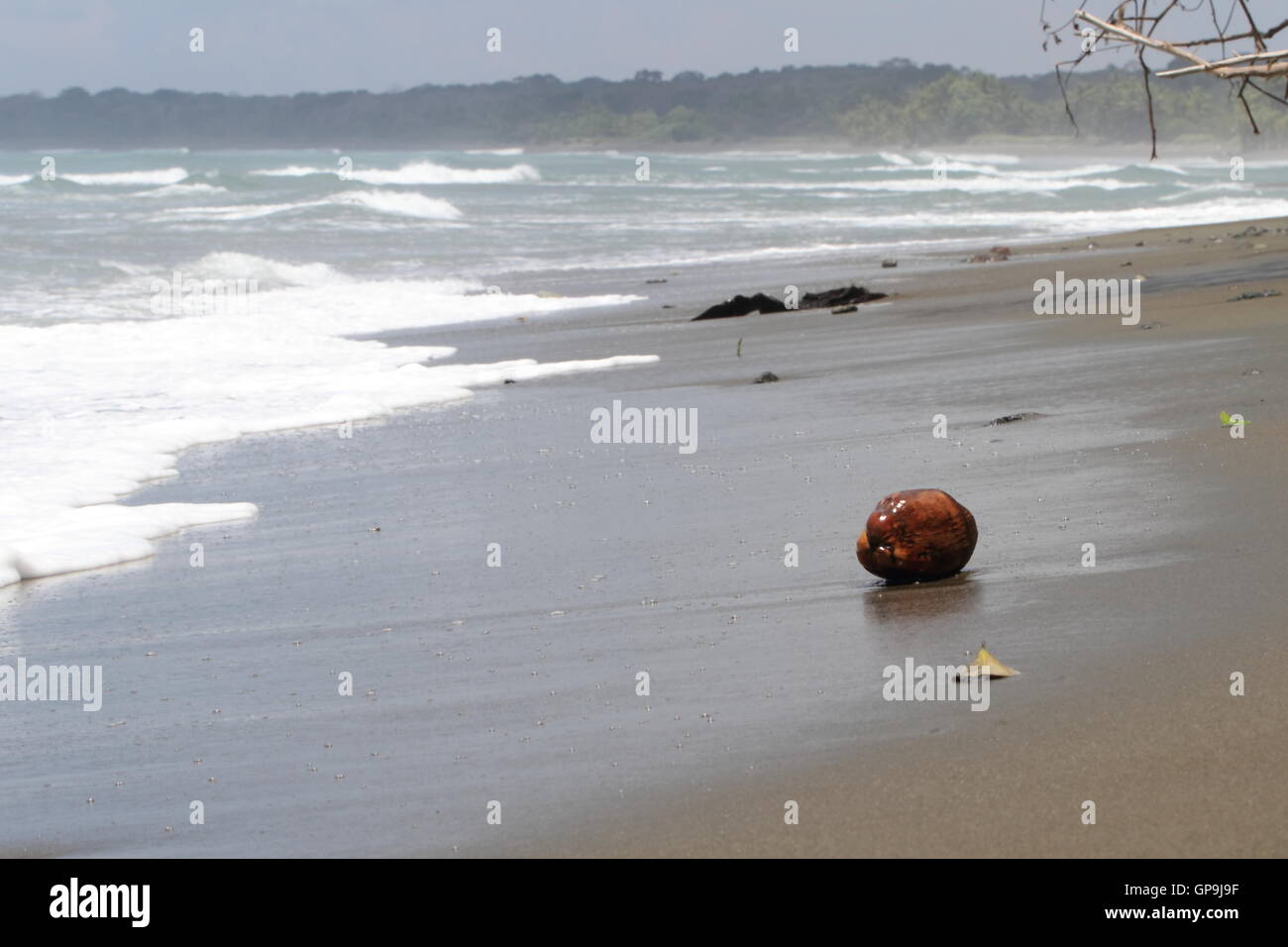 Eine braune Kokosnuss liegend an einem einsamen Strand an der Küste auf der Pazifikküste von Costa Rica mit Wellen im Hintergrund. Stockfoto