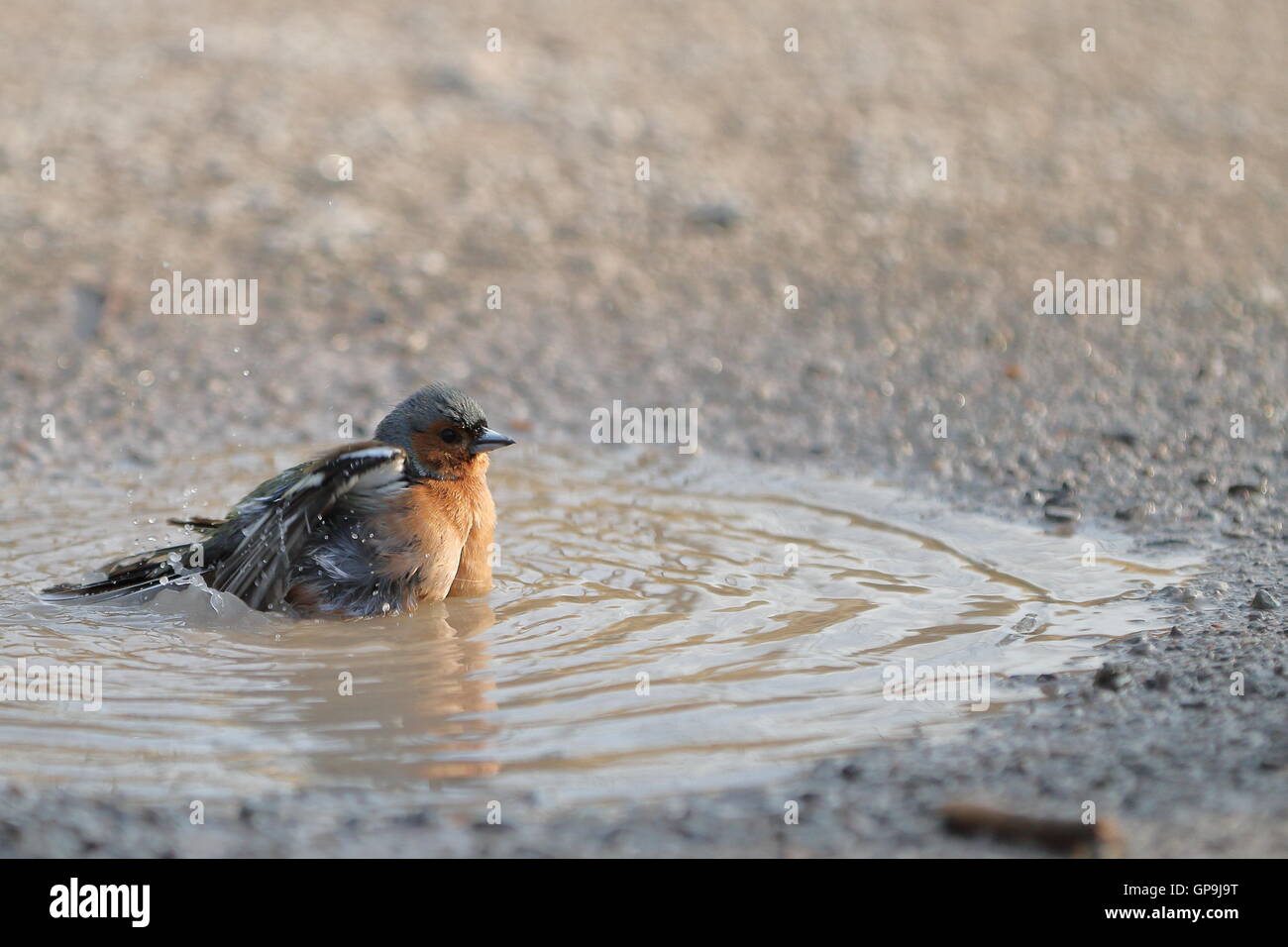 Eine männliche gemeinsame Buchfinken (Fringilla Coelebs) ein Bad zu nehmen, in eine Wasserpfütze in der Nachmittagssonne. Stockfoto