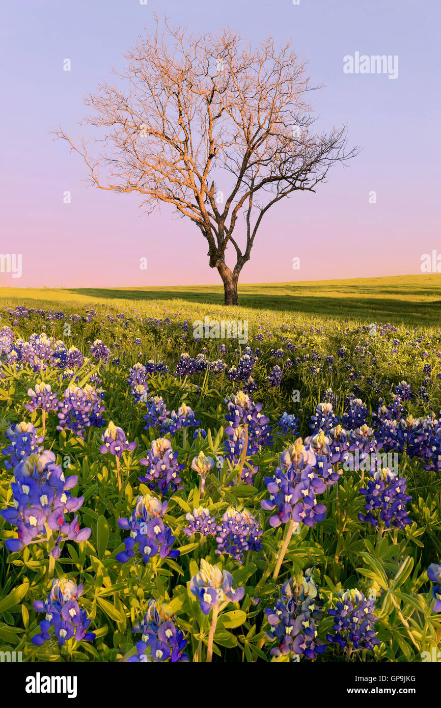 Wilde Blume Bluebonnet in Ennis City, Texas, USA, Sonnenuntergang, Dämmerung. BlueBonnet Trail. Kornblumen blühen Frühling in Ennis. Blatt-les Stockfoto