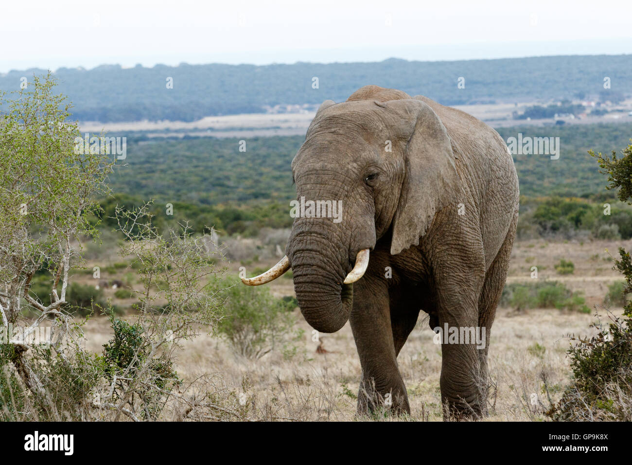 Stehen - der afrikanische Elefant ist der größere der beiden Arten des afrikanischen Elefanten. Beide Stockfoto