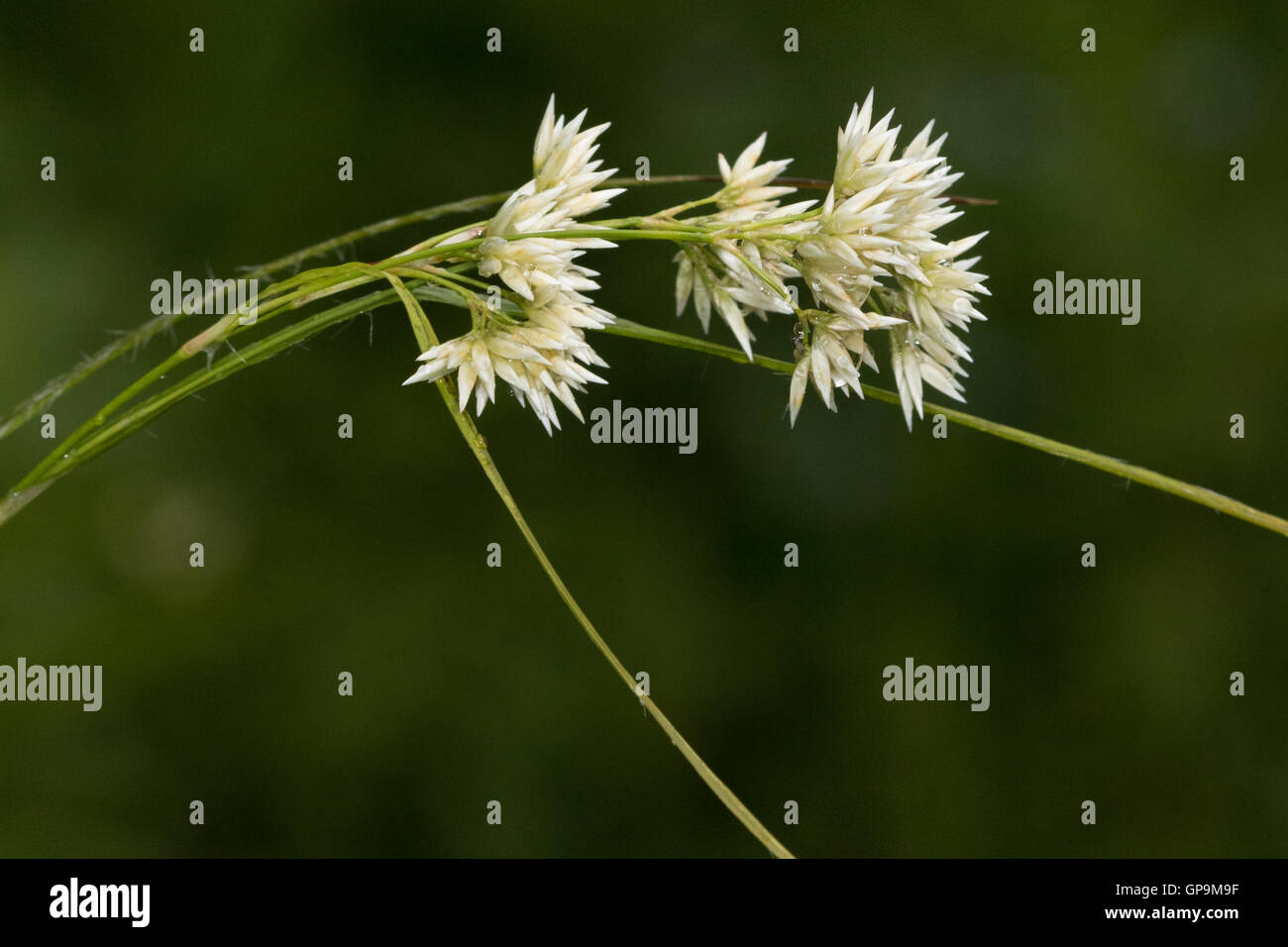 Verschneite Holz-Rush (Luzula Nivea) Blume Stockfoto