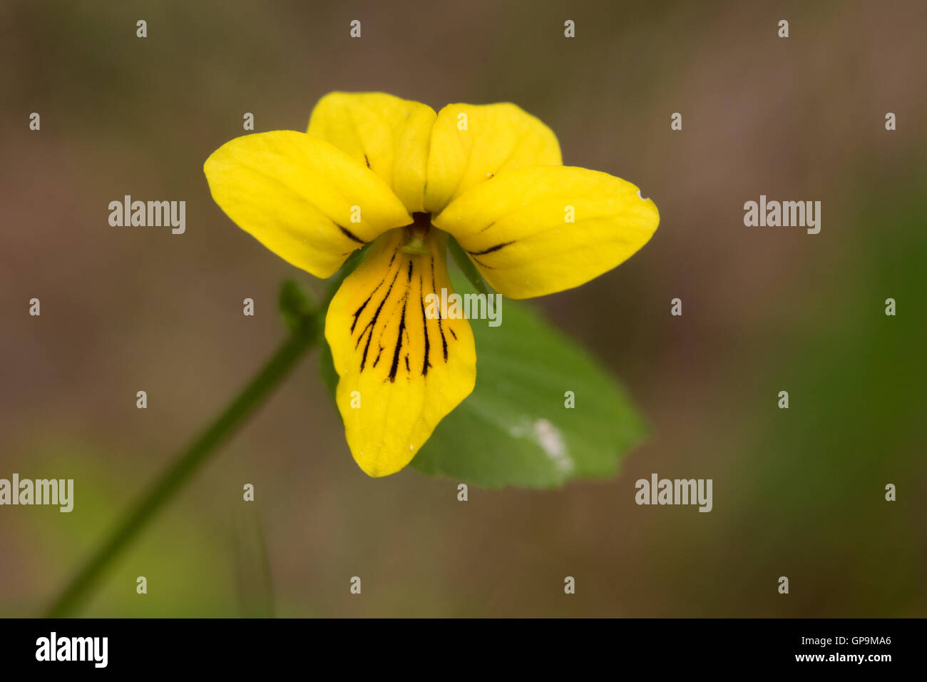 Gelbe Blume Holz Veilchen (Viola Biflora) Stockfoto