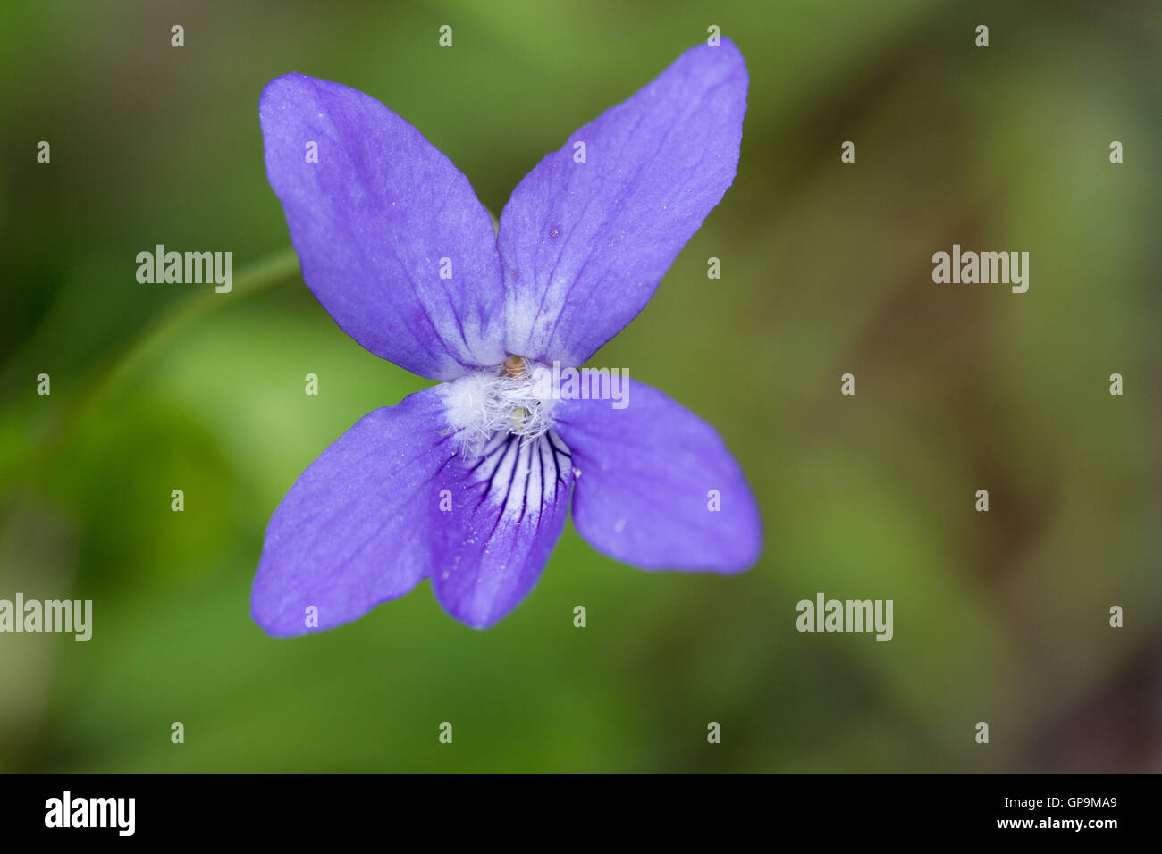 Frühe Hund Veilchen (Viola Reichenbachiana) Blume Stockfoto