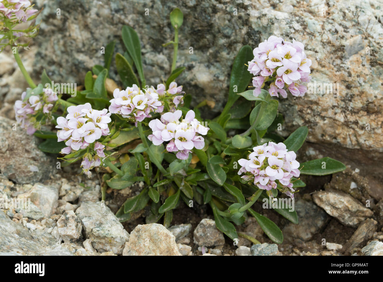 Runde-leaved Pennycress (Thlaspi Rotundifolium Subspecies Corymbosum) Blume Stockfoto