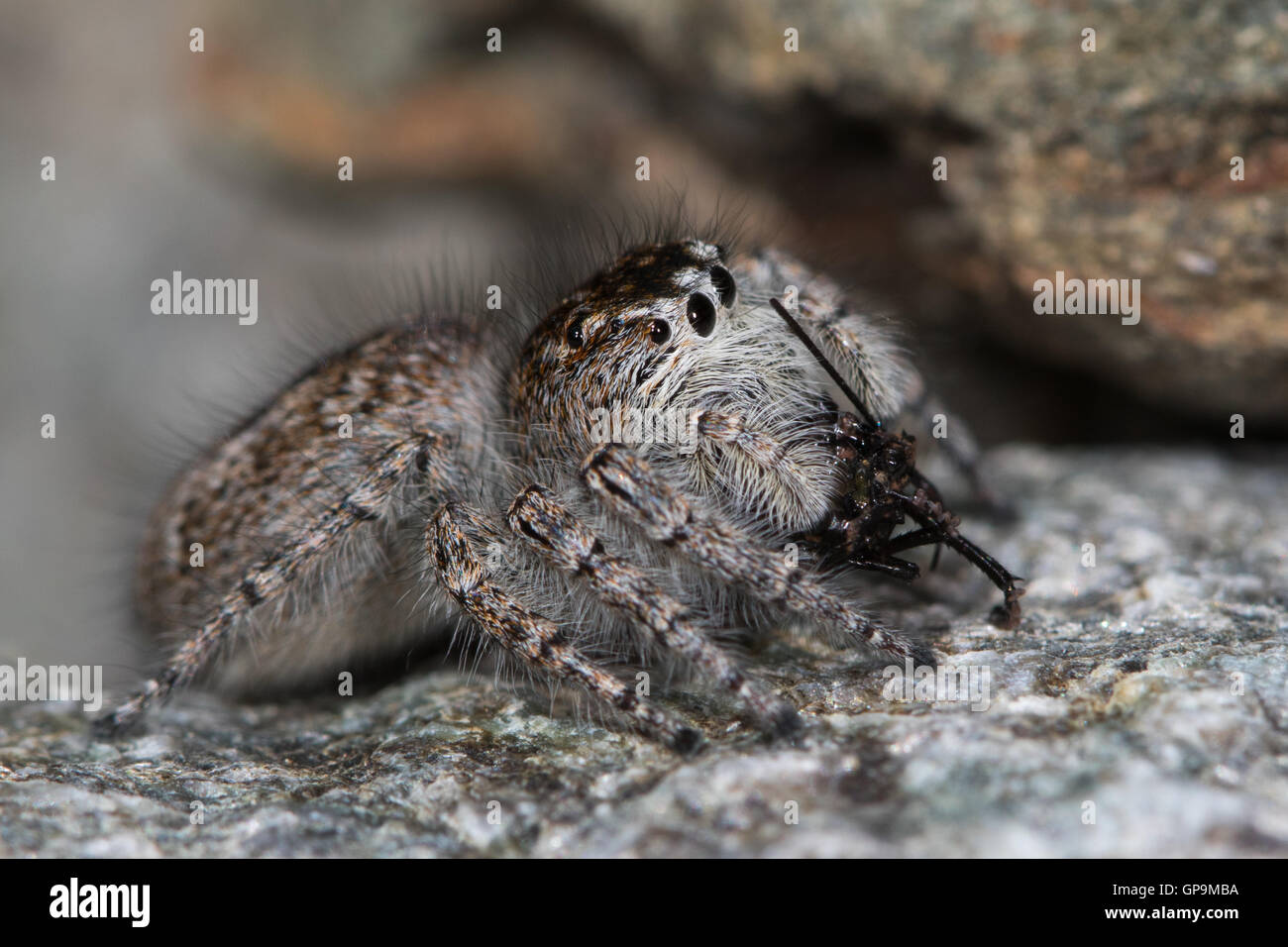 weibliche Springspinne (Aelurillus V-Insignitus) Essen einen Mirid-Fehler Stockfoto