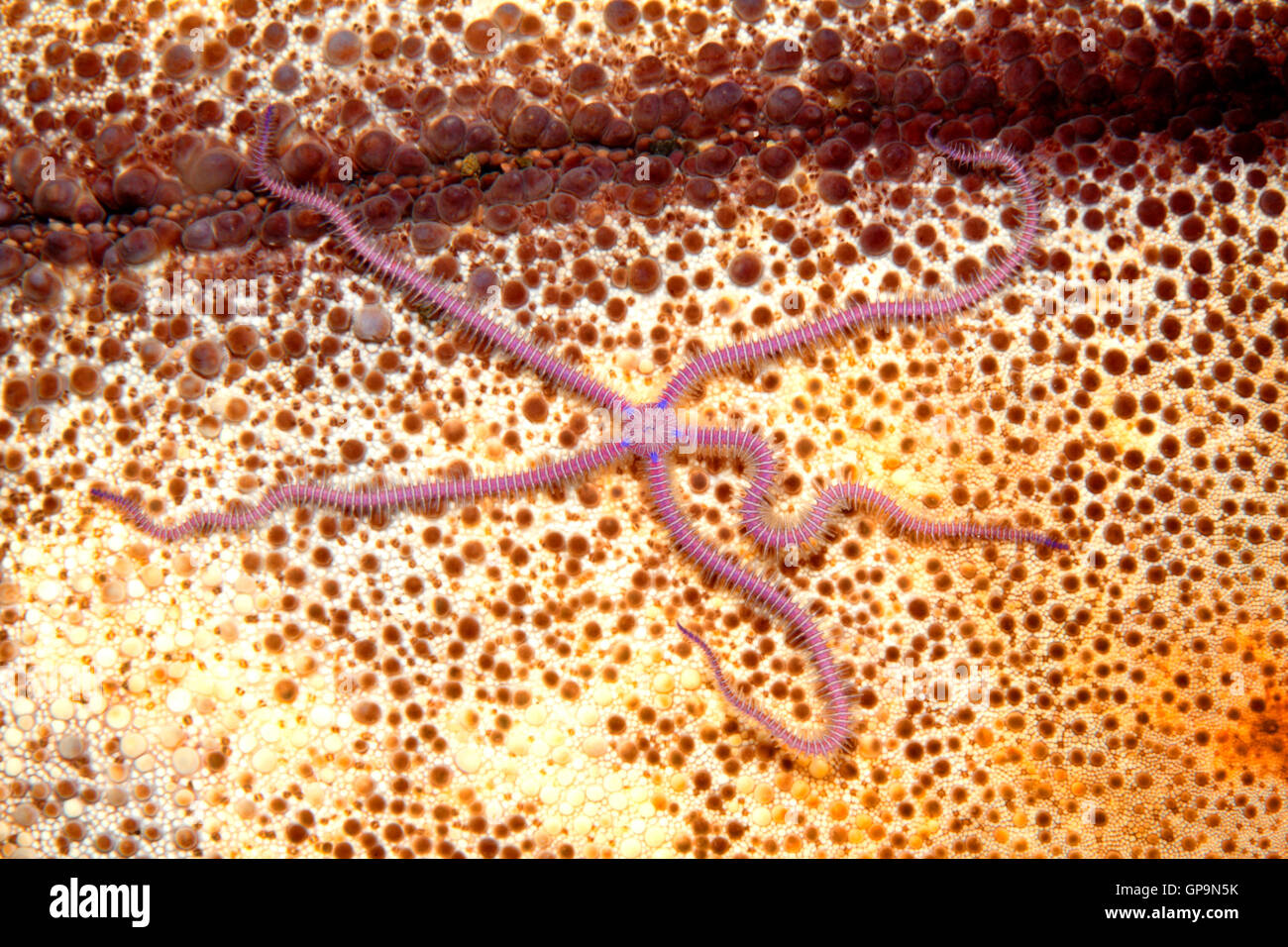 Brittlestar, Macrophiothrix Nereidina, an der Unterseite des einen Seestern. Stockfoto