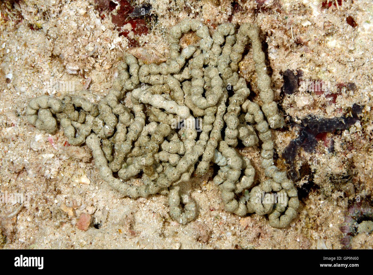 Egesta von Seegurken, Pearsonothuria Graeffei, früher Bohadschia Graeffei. Stockfoto