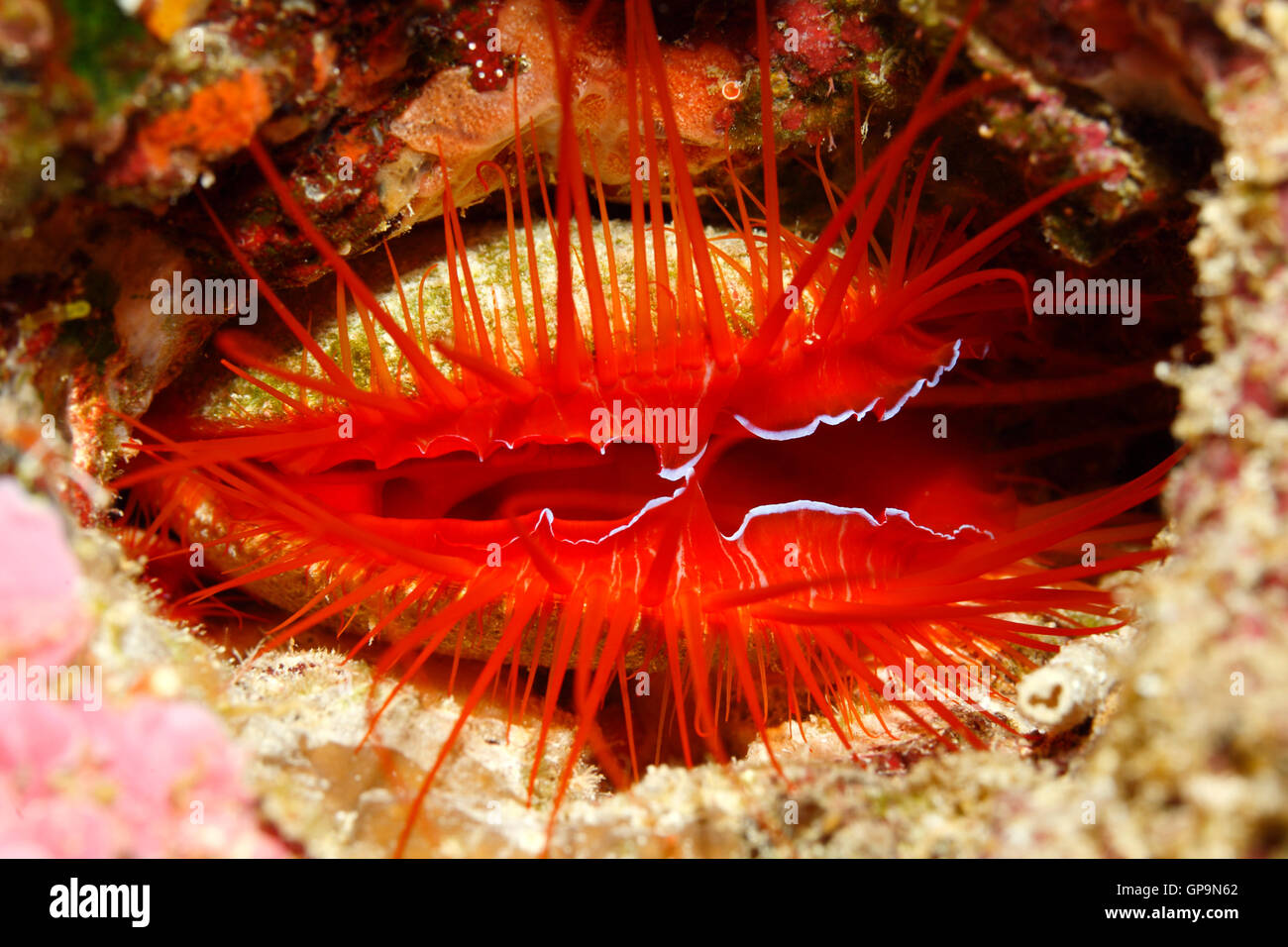 Elektrische Flamme Jakobsmuschel, Ctenoides Ales, auch bekannt als eine Disco-Muschel. Diese schönen Muscheln verstecken in Höhlen oder unter Felsvorsprüngen. Stockfoto