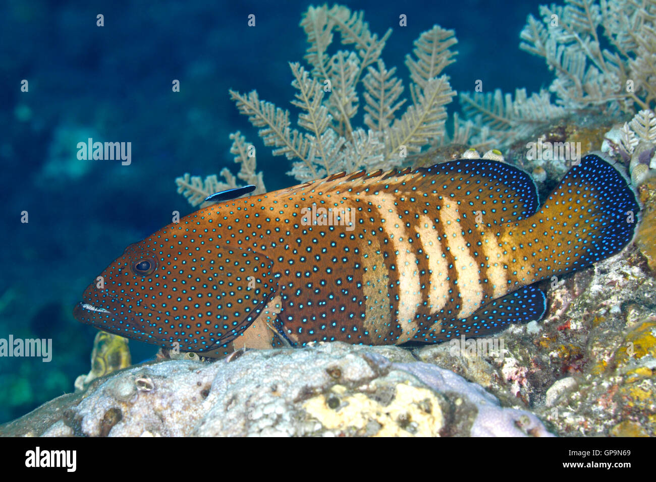 Peacock Grouper, Cephalopholis argus. Auch als Pfau Cod bekannt. Mit einem blauen Streifen Cleaner Wrasse, Labroides dimidiatus. Stockfoto