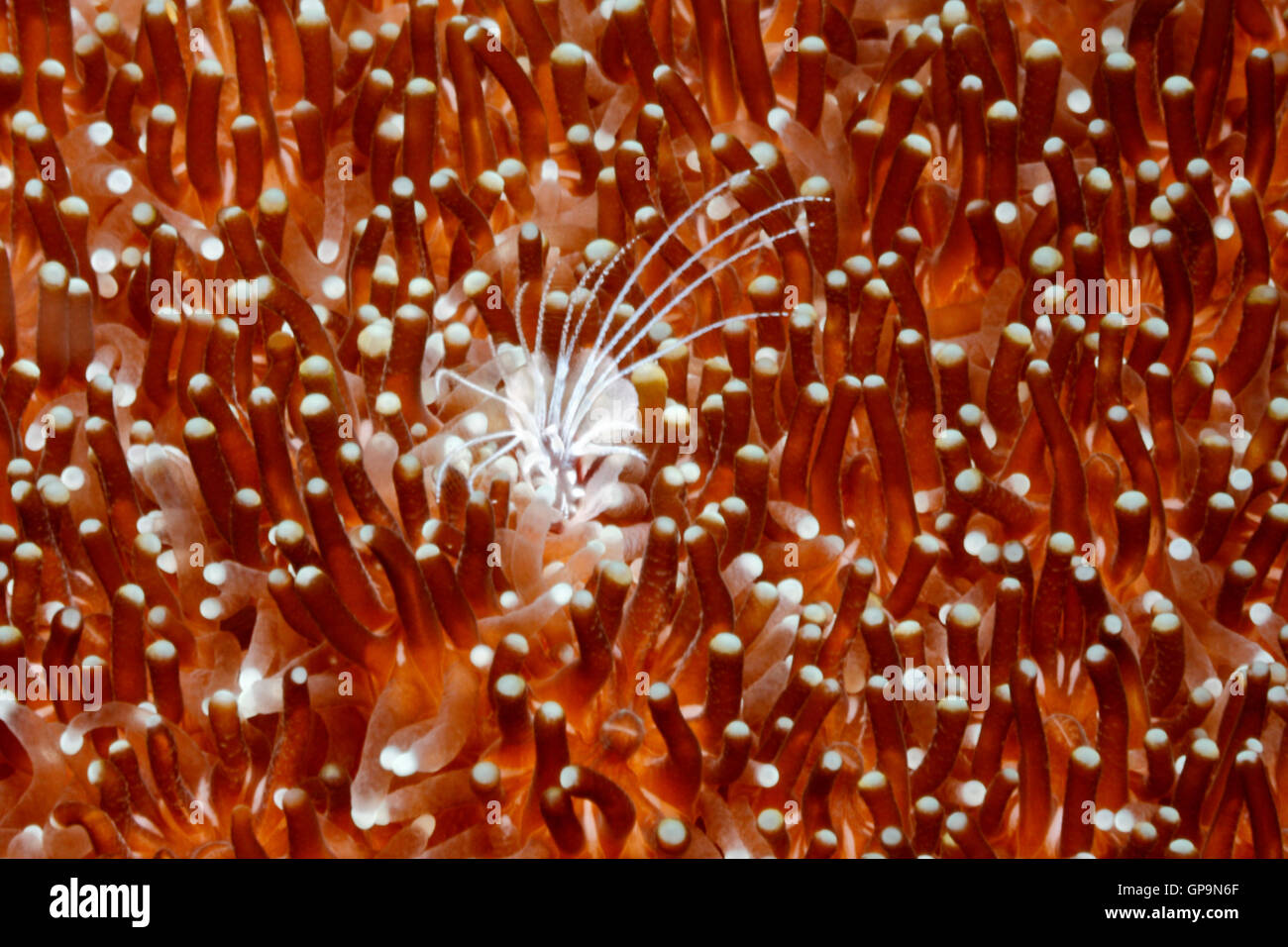 Korallen Wohnung Barnacle, Ceratoconcha sp. Stockfoto