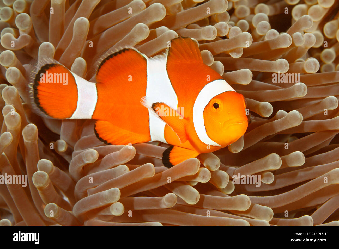 Clown Anemonenfischen Amphiprion Percula Schwimmen Zwischen Den