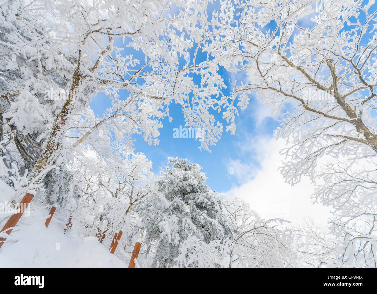 Winter Landschaft weißen Schnee des Berges in Korea Stockfoto