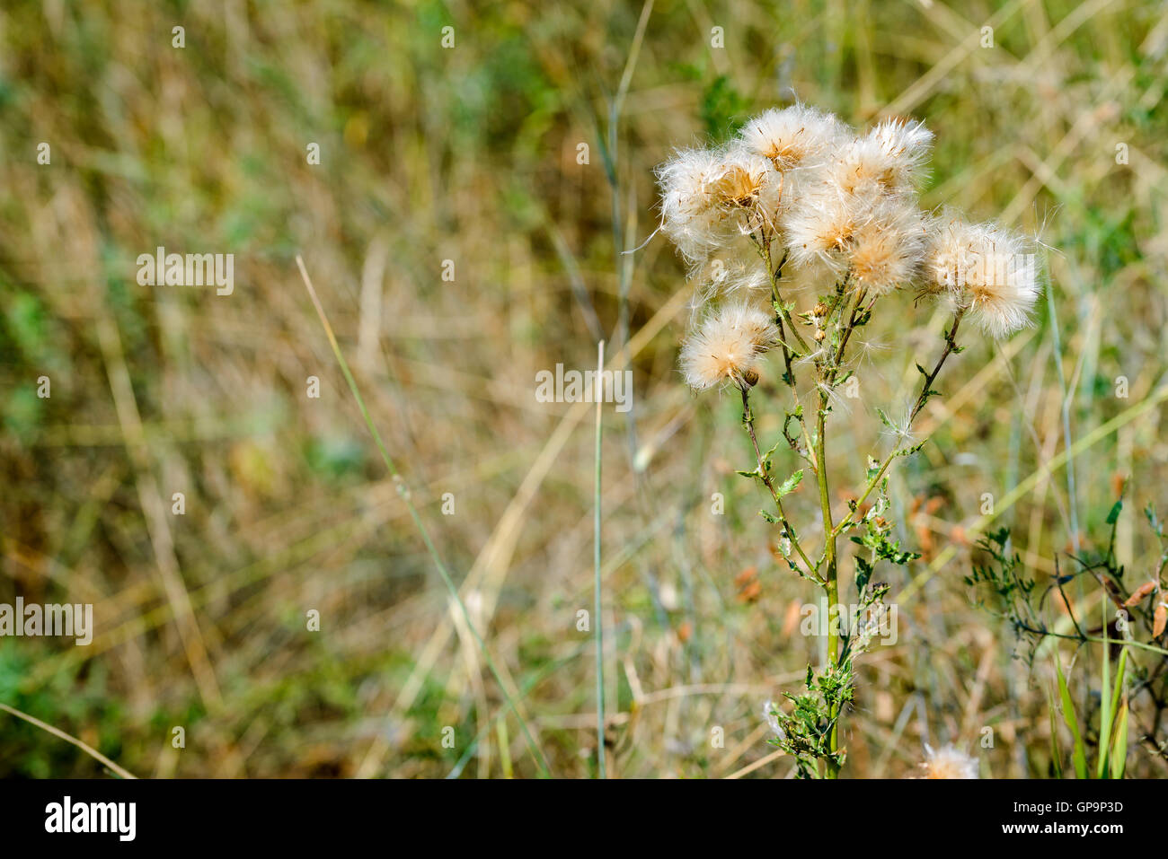 Gefiederten Pappus und überzogene Blumen von Cirsium Arvense genannt auch schleichende Distel Stockfoto