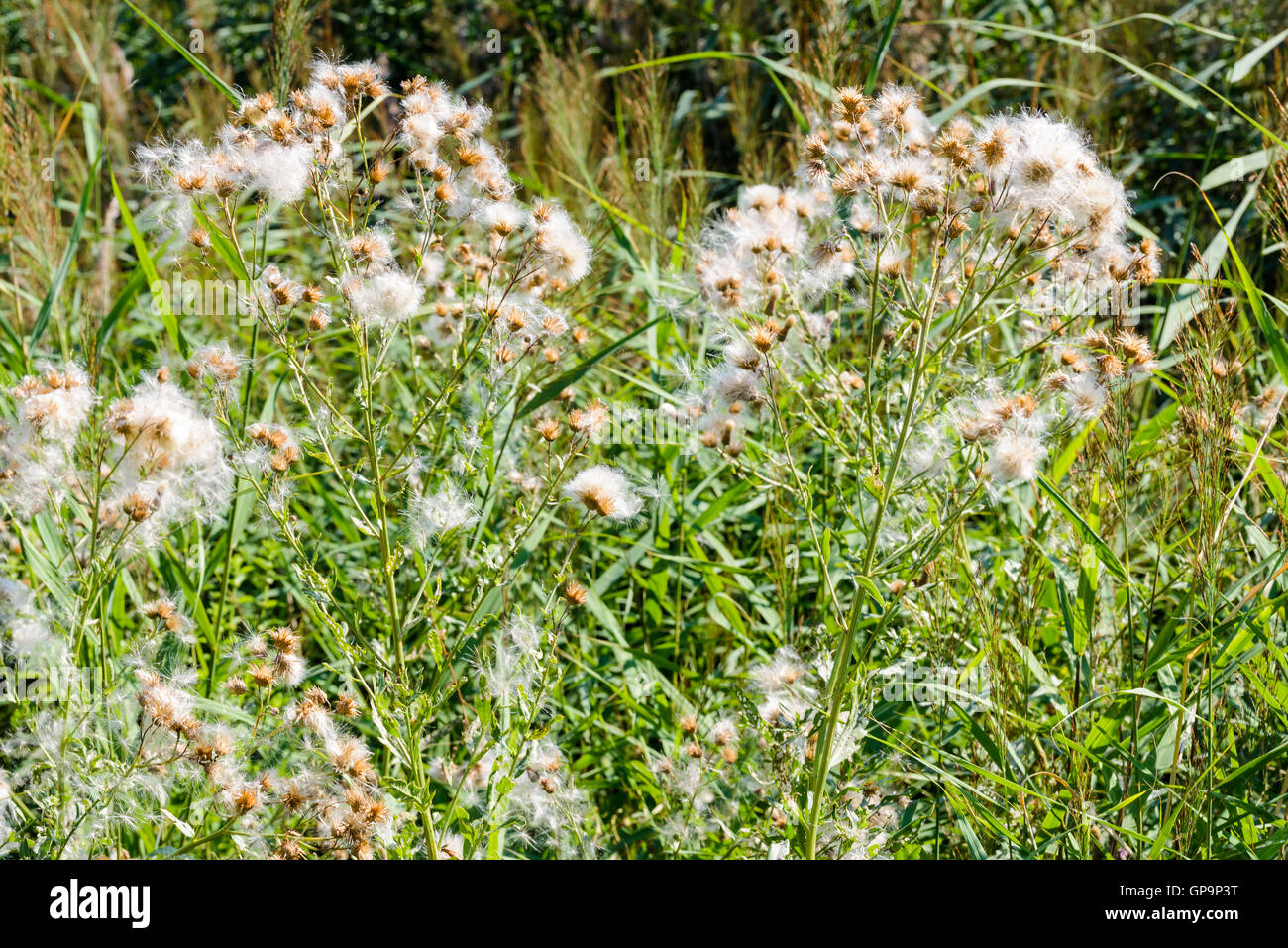 Gefiederten Pappus und überzogene Blumen von Cirsium Arvense genannt auch schleichende Distel Stockfoto